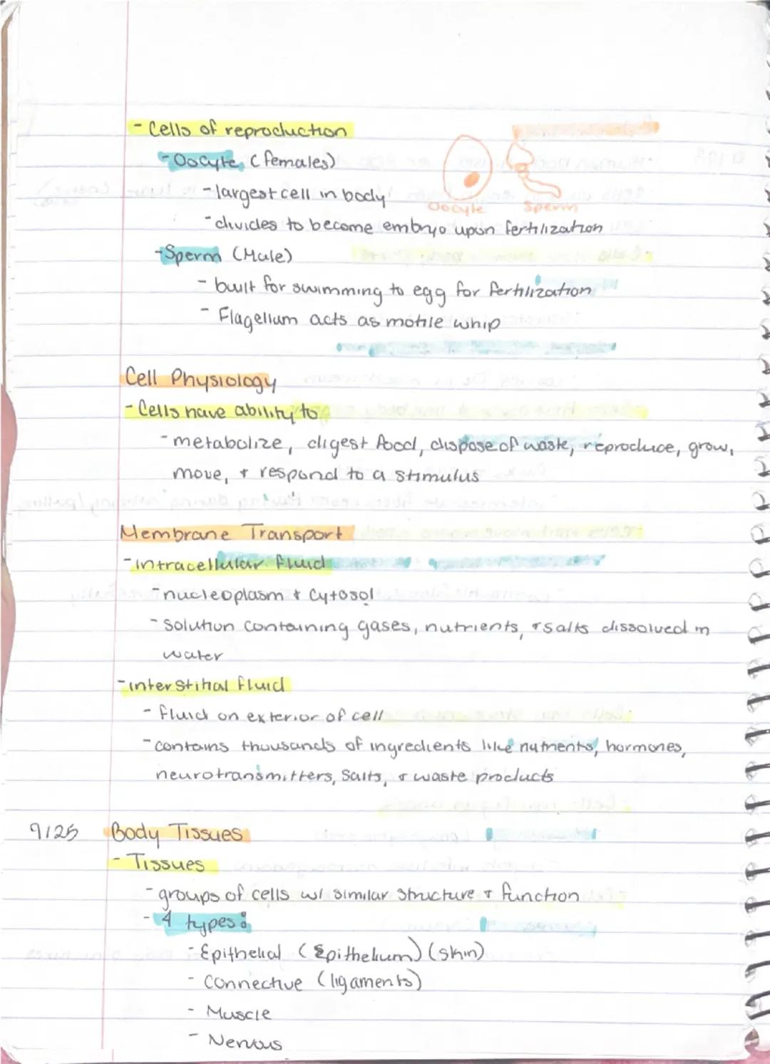 9/11
Ch 3 - Cells + Tissues
Four Concepts of the Cell theory
1) A cell is the basic structural & functional unit of living
organisms.
2) Act
