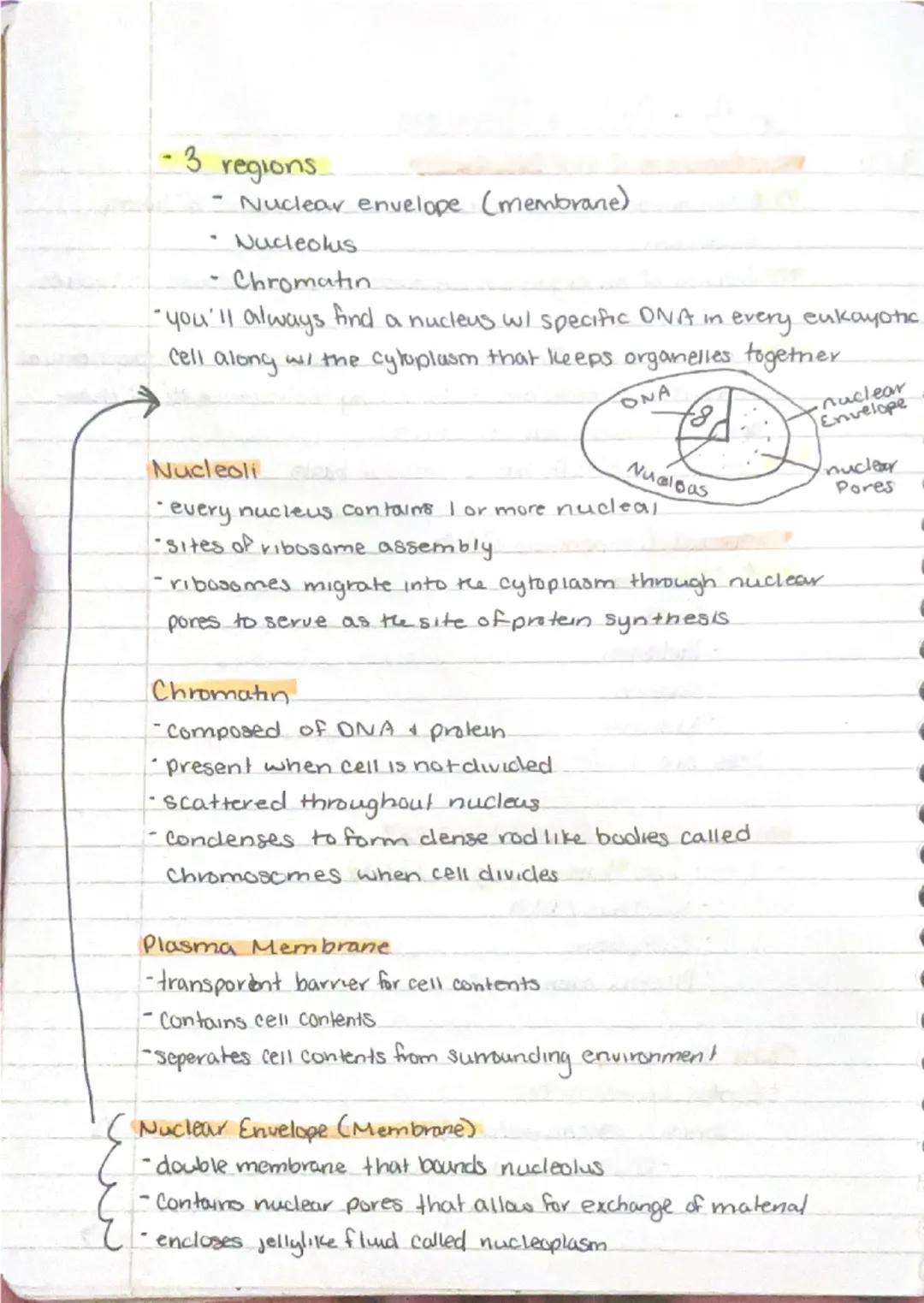 9/11
Ch 3 - Cells + Tissues
Four Concepts of the Cell theory
1) A cell is the basic structural & functional unit of living
organisms.
2) Act
