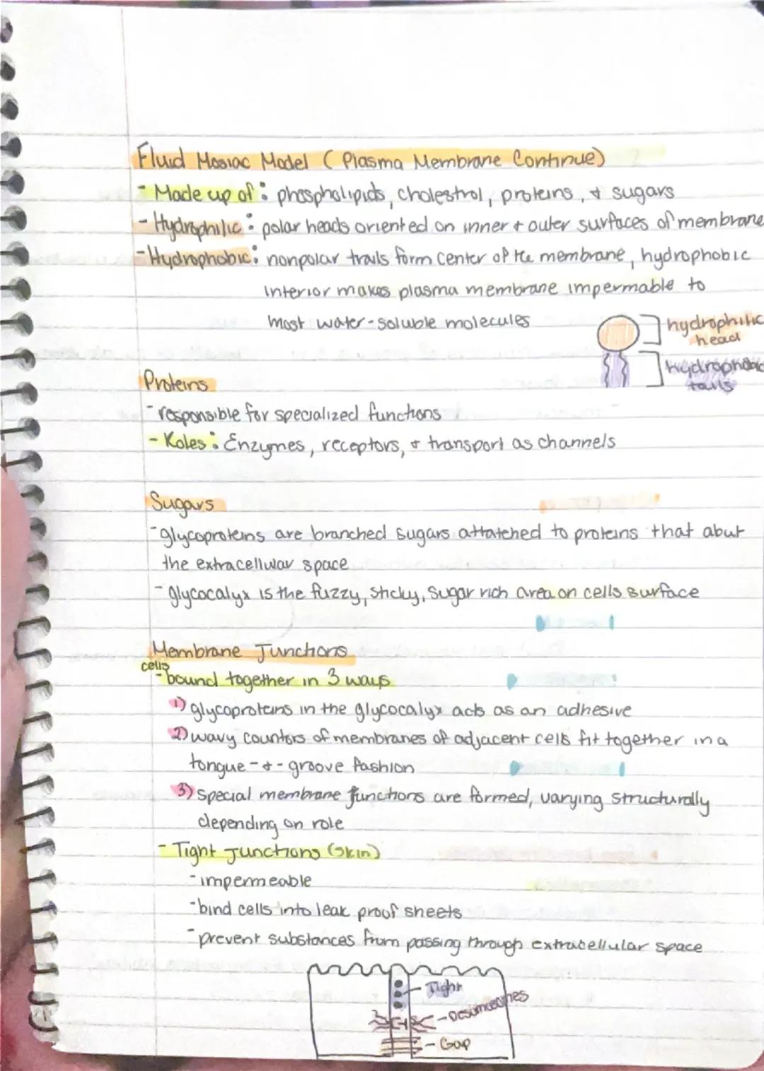 9/11
Ch 3 - Cells + Tissues
Four Concepts of the Cell theory
1) A cell is the basic structural & functional unit of living
organisms.
2) Act