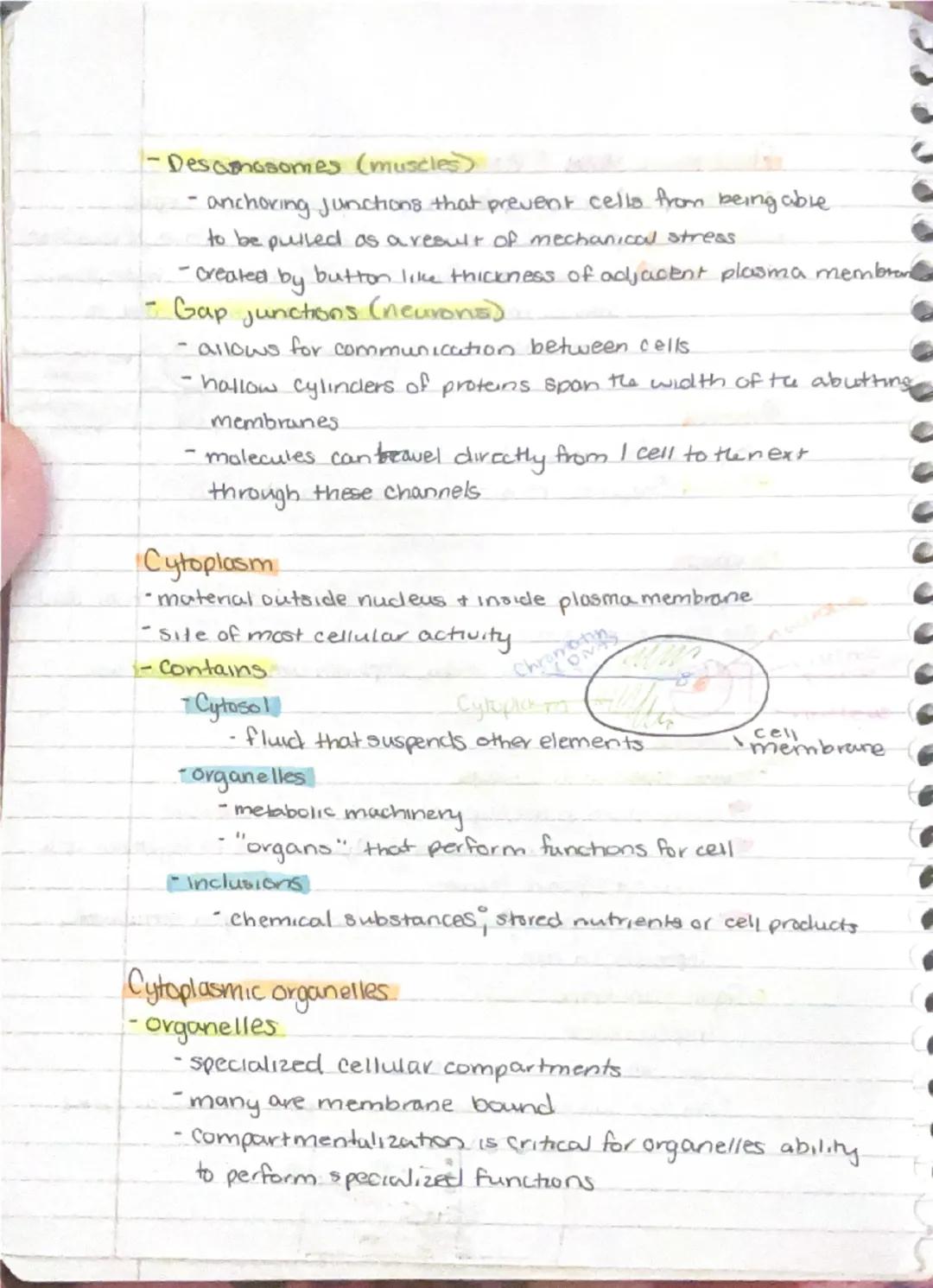9/11
Ch 3 - Cells + Tissues
Four Concepts of the Cell theory
1) A cell is the basic structural & functional unit of living
organisms.
2) Act