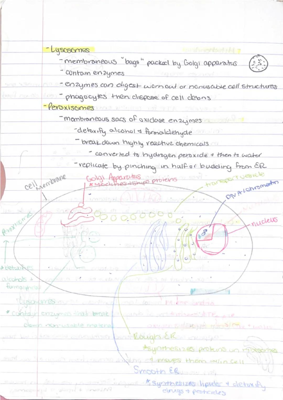 9/11
Ch 3 - Cells + Tissues
Four Concepts of the Cell theory
1) A cell is the basic structural & functional unit of living
organisms.
2) Act