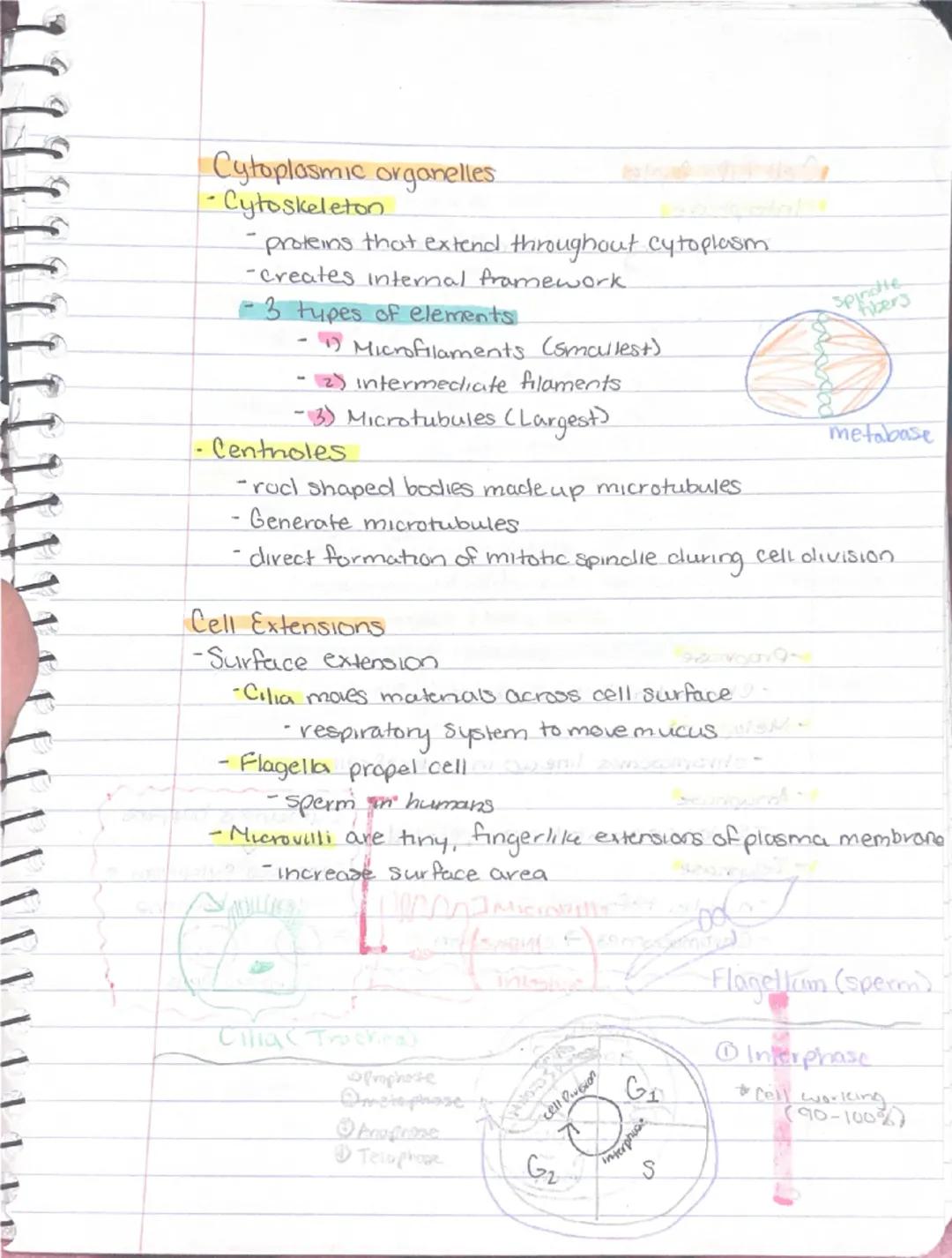9/11
Ch 3 - Cells + Tissues
Four Concepts of the Cell theory
1) A cell is the basic structural & functional unit of living
organisms.
2) Act