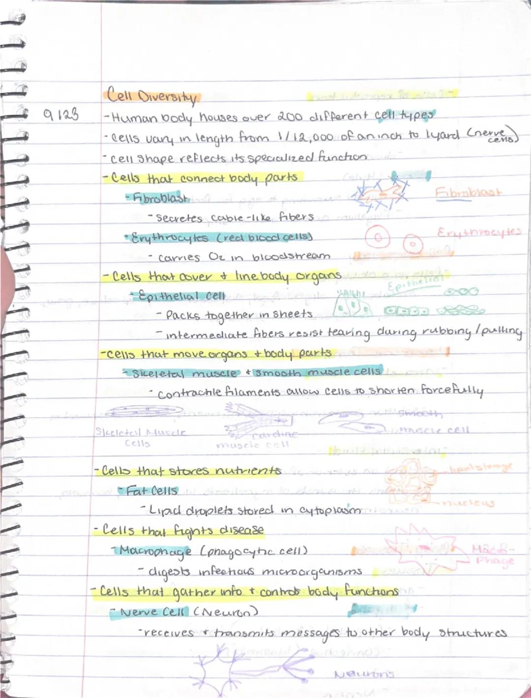 9/11
Ch 3 - Cells + Tissues
Four Concepts of the Cell theory
1) A cell is the basic structural & functional unit of living
organisms.
2) Act
