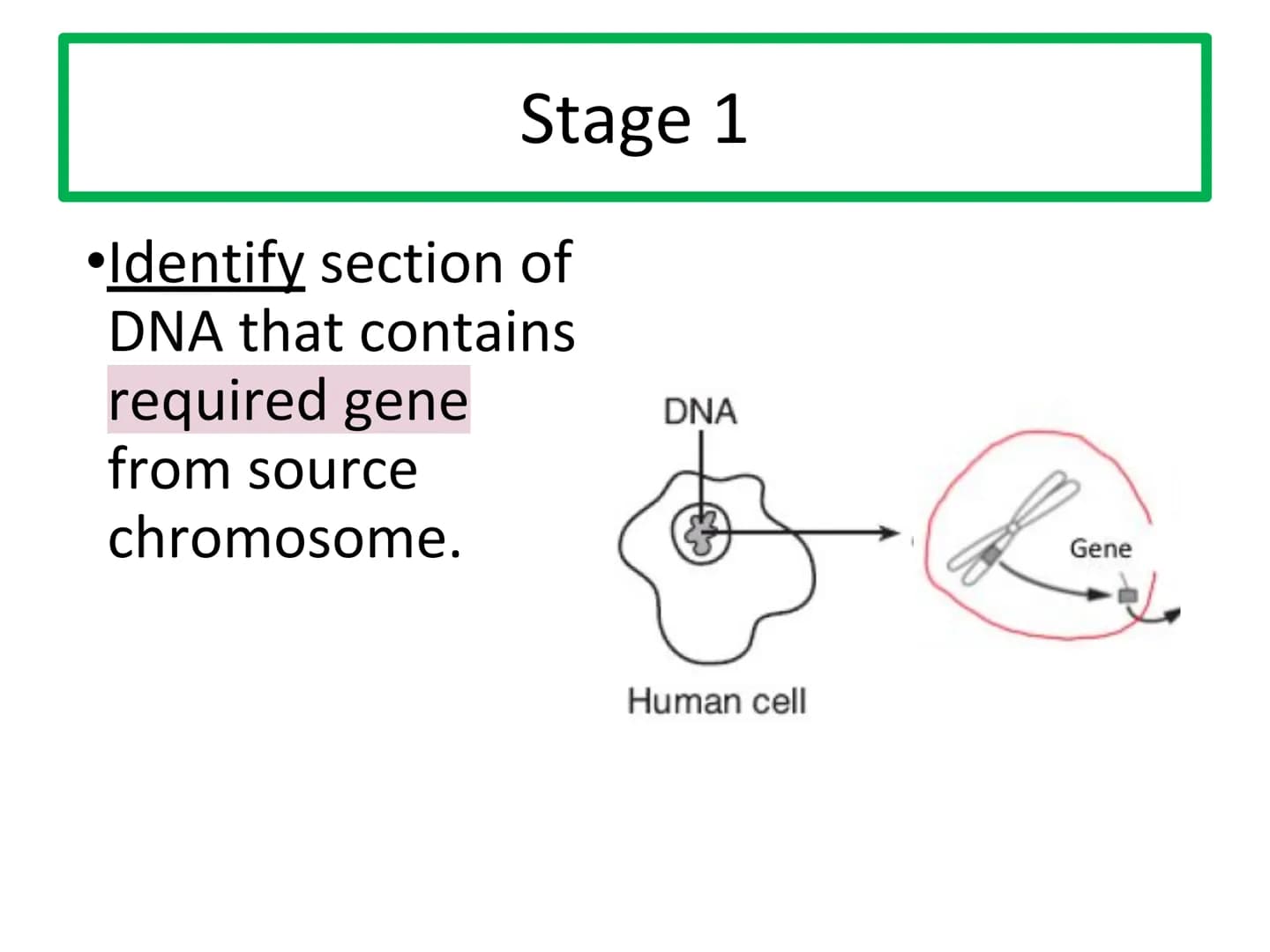N5 Unit 1 KA5
Genetic Engineering N5 biology course
1. Cell Biology
2. Multicellular Organisms
3. Life on Earth Unit 1 Cell Biology
1. Cell 
