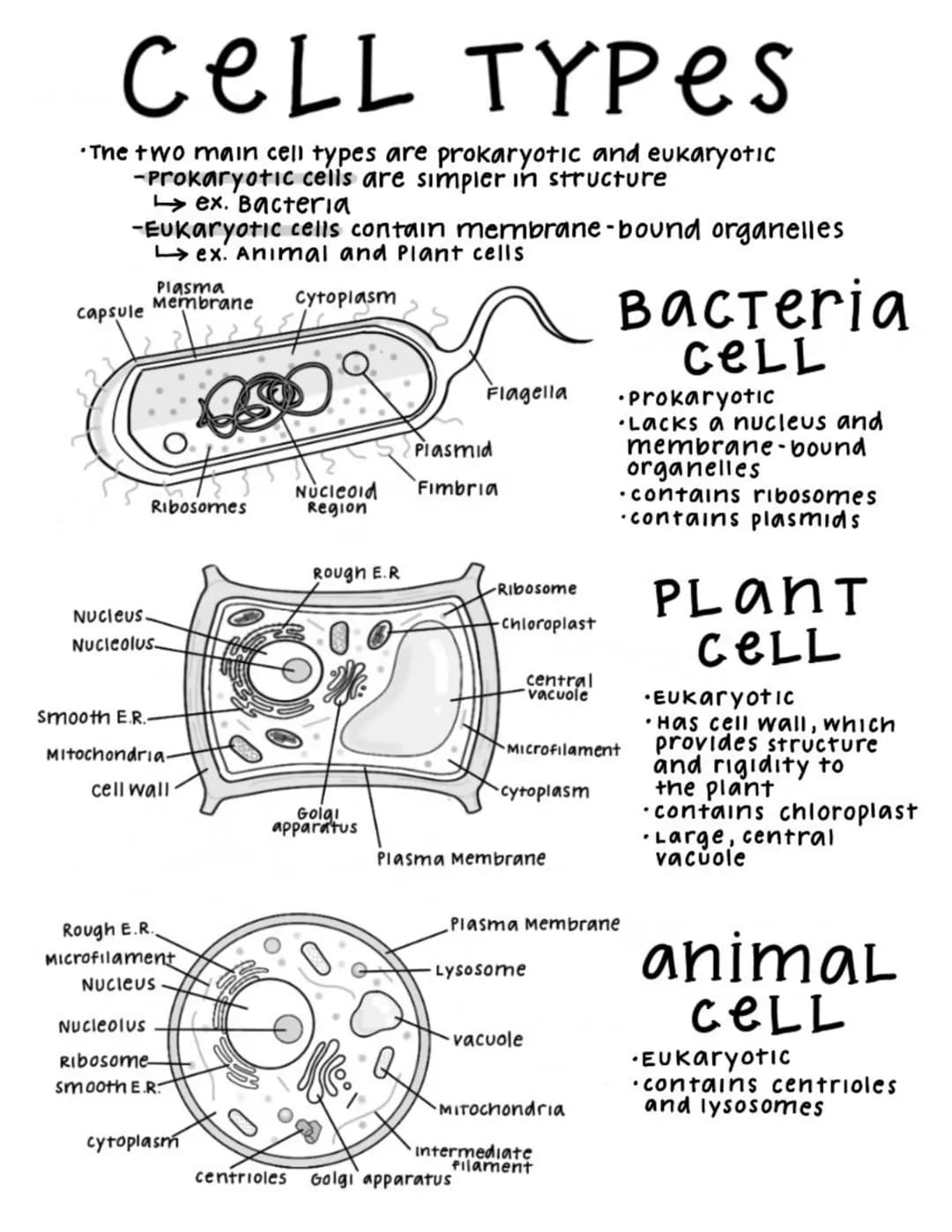 CELL TYPES
•The two main cell types are prokaryotic and eukaryotic
-Prokaryotic cells are simpler in structure
ex. Bacteria
-Eukaryotic cell