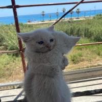 user profile picture