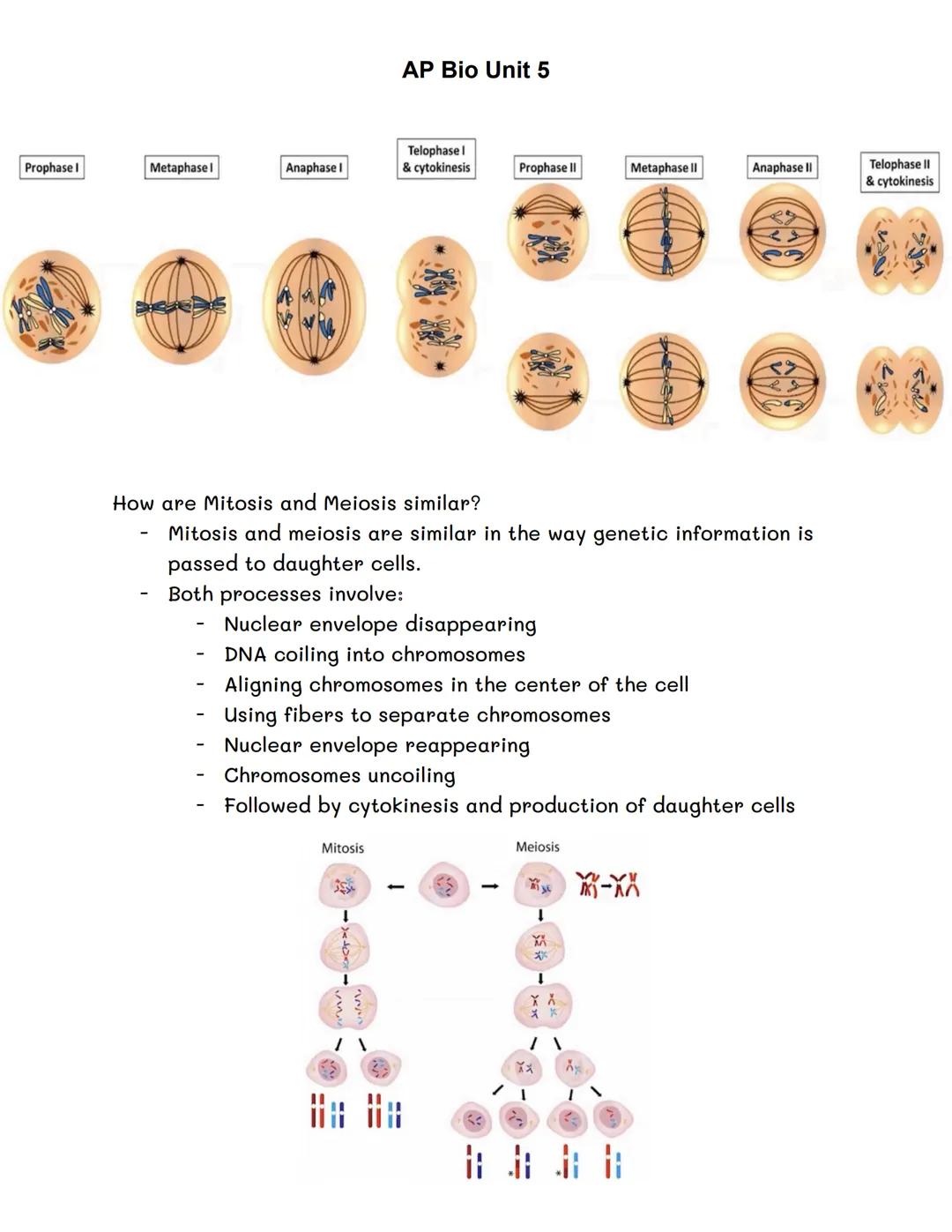 Mitosis
We use mitosis for growing or getting a cut
Starting as diploid (1N)
Ends as 2 identical diploid cells (2N)
Bacteria can transfer ge