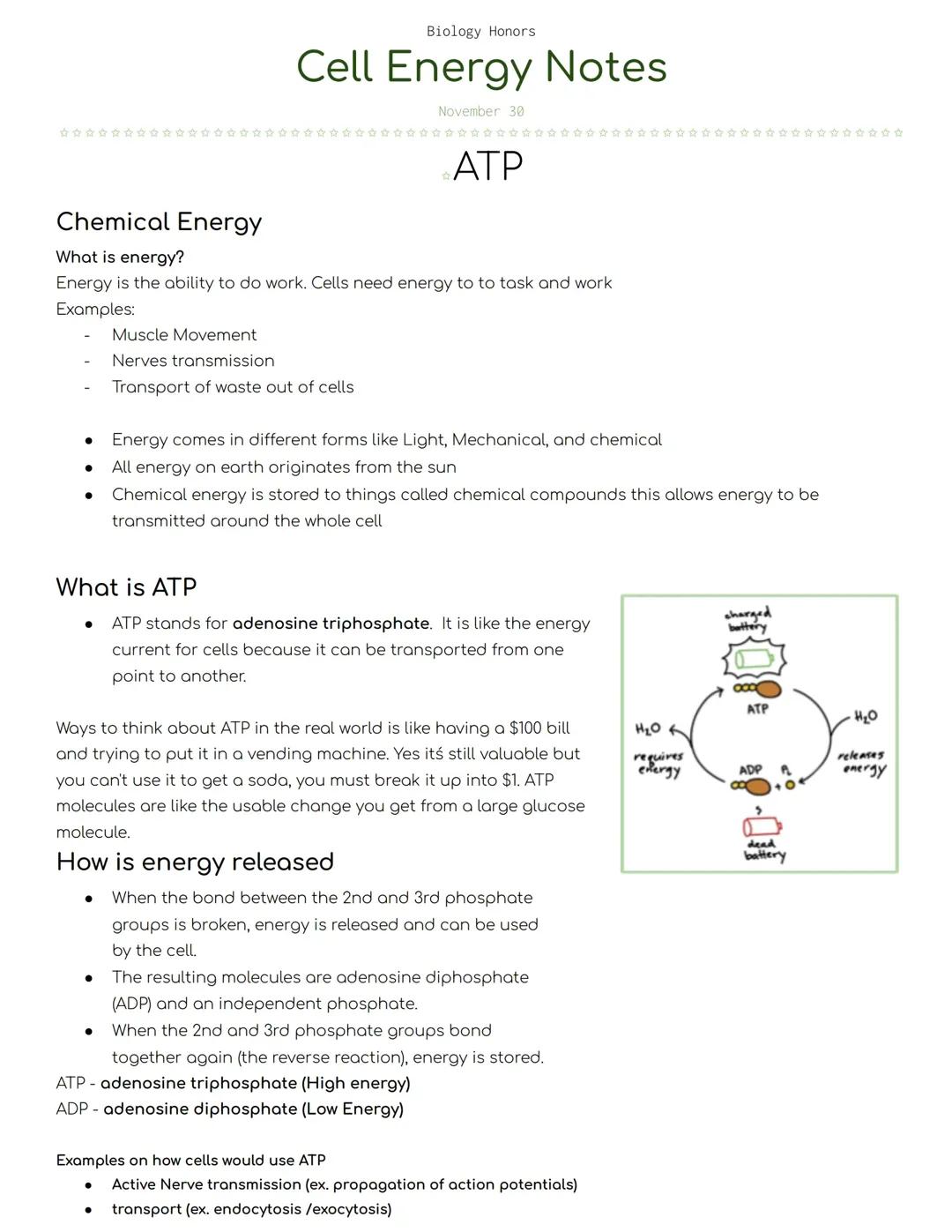 Understanding Photosynthesis and Plant Energy Conversion