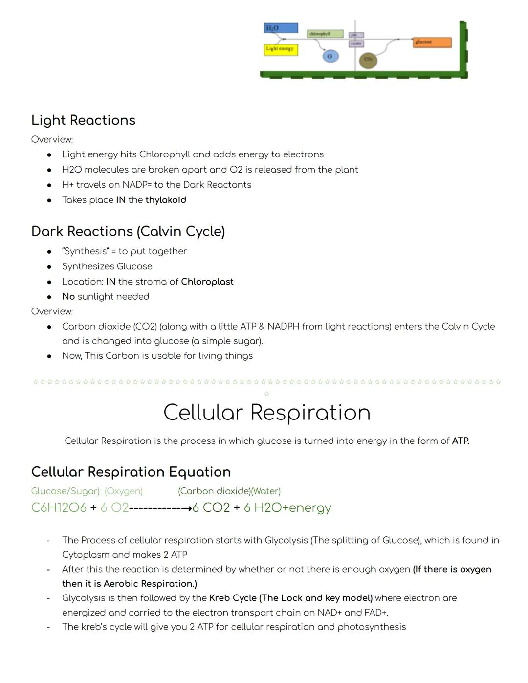 ●
Chemical Energy
What is energy?
Energy is the ability to do work. Cells need energy to to task and work
Examples:
●
Biology Honors
Cell En