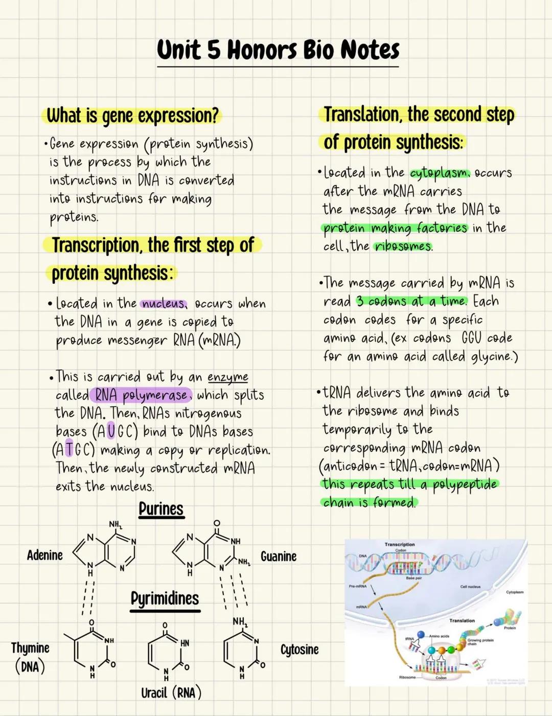 What is gene expression?
• Gene expression (protein synthesis)
is the process by which the
instructions in DNA is converted
into instruction