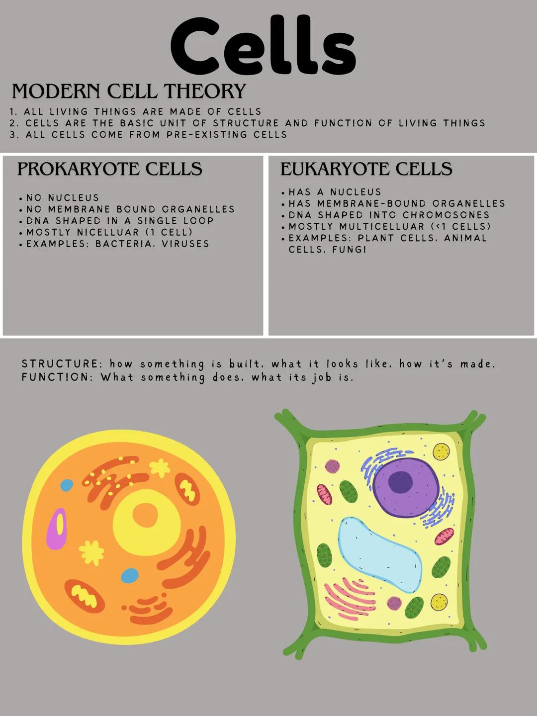 Cells