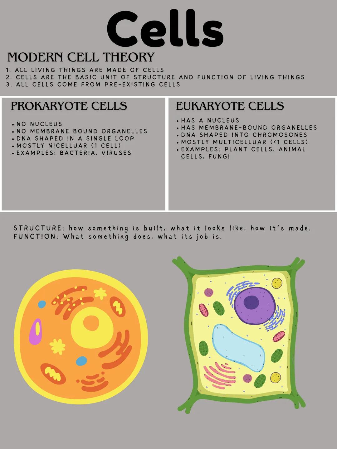Cells
MODERN CELL THEORY
1. ALL LIVING THINGS ARE MADE OF CELLS
2. CELLS ARE THE BASIC UNIT OF STRUCTURE AND FUNCTION OF LIVING THINGS
3. AL
