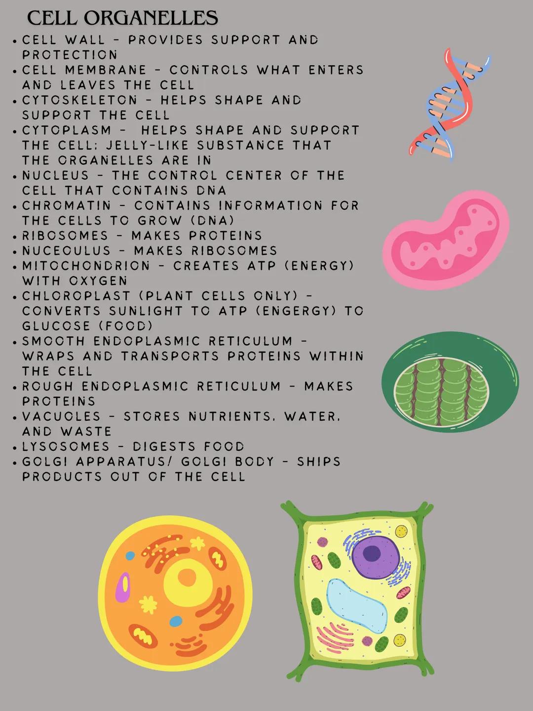 Cells
MODERN CELL THEORY
1. ALL LIVING THINGS ARE MADE OF CELLS
2. CELLS ARE THE BASIC UNIT OF STRUCTURE AND FUNCTION OF LIVING THINGS
3. AL