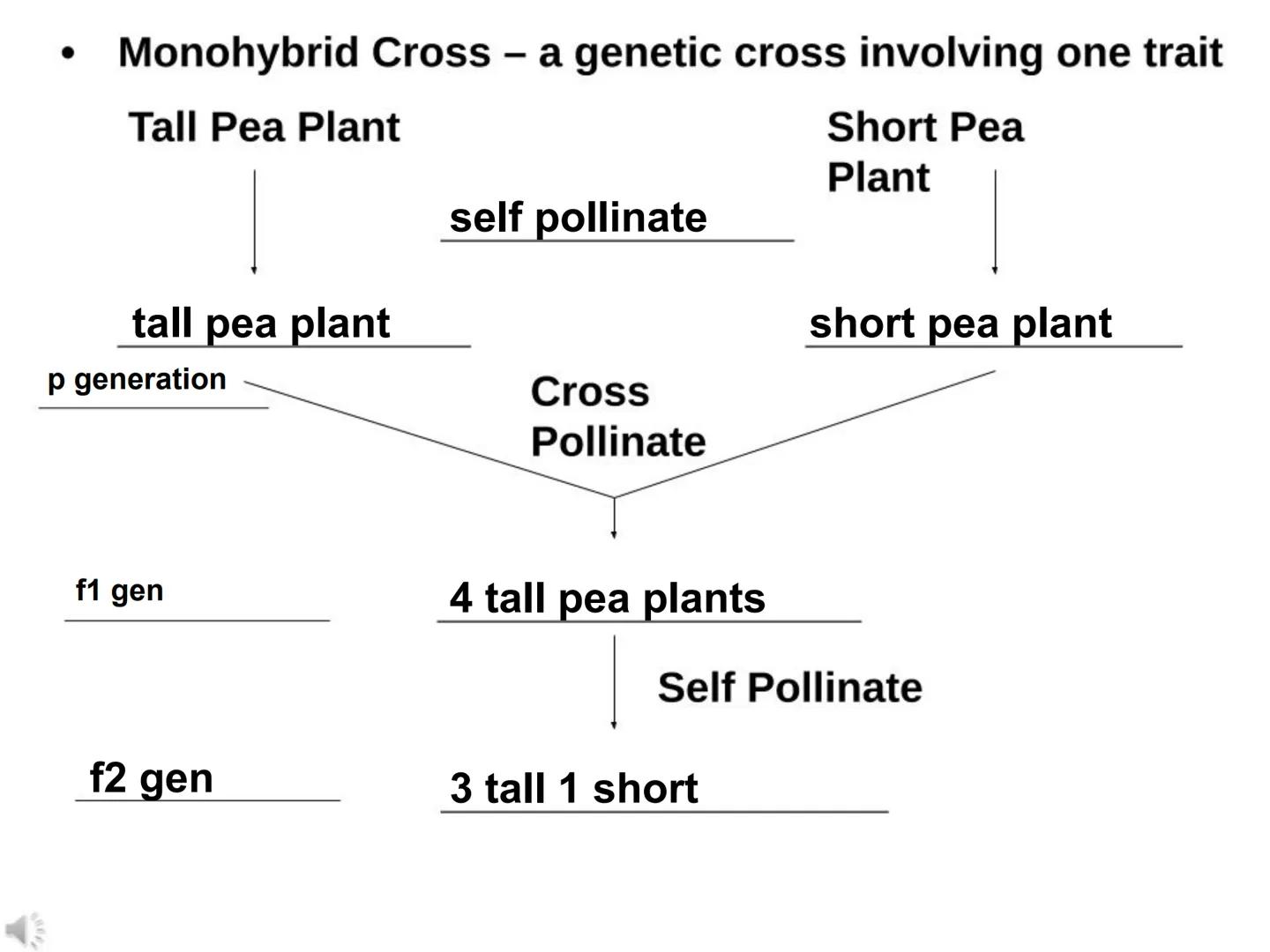 BIOLOGY
Genetics 1 ●
●
Genetics - the study of heredity
Heredity - passing on of traits
Chromosomes - the genetic
from generation to generat