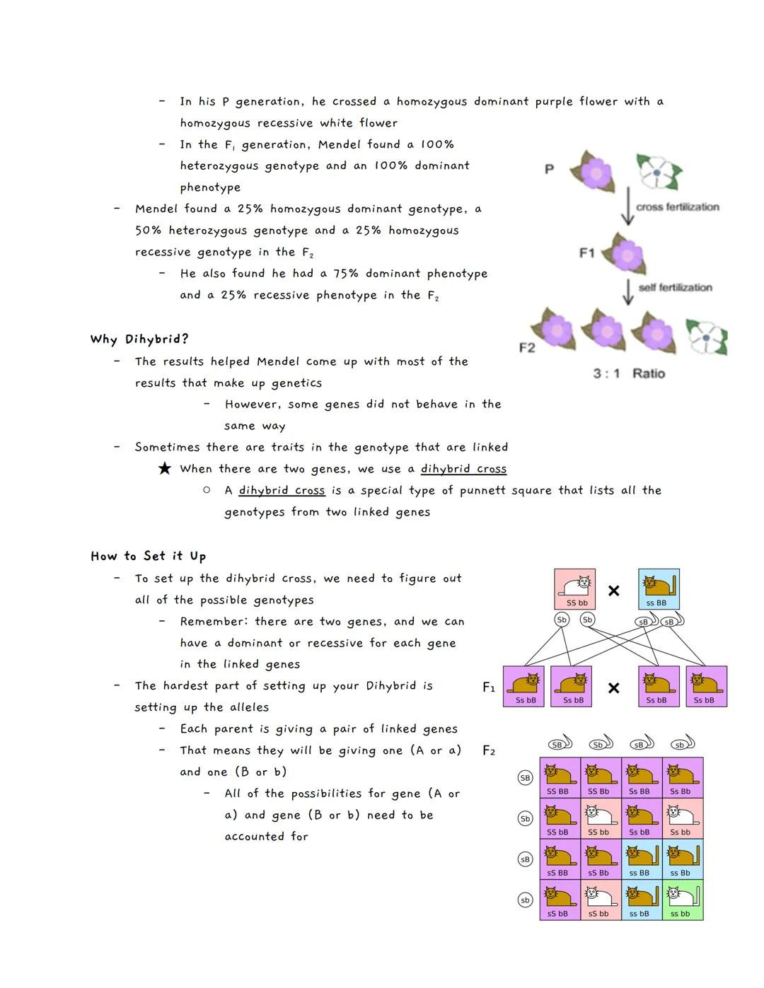Punnett Squares (Mendel's Crosses)
Law of Segregation
The Law of Segregation gametes states that gametes pass on one of the alleles for
a gi