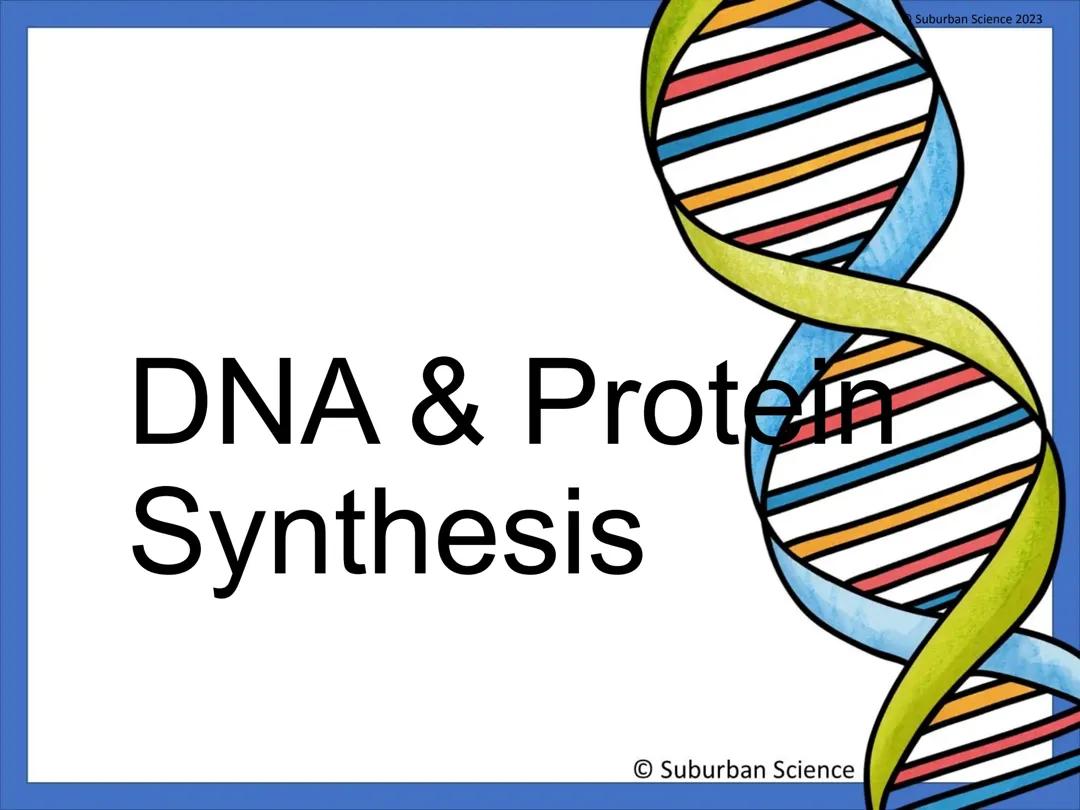 DNA & Protein Synthesis