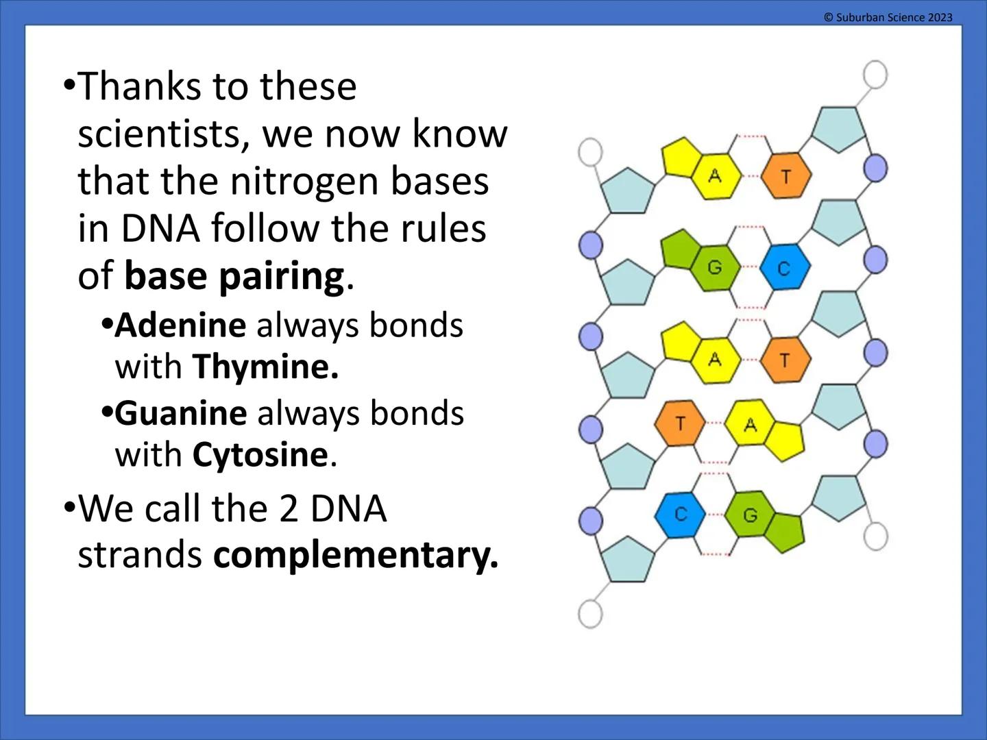 DNA & Protein
Synthesis
O Suburban Science
Suburban Science 2023
CAZIONE What is genetics?
•Genetics is the science
that studies how
charact