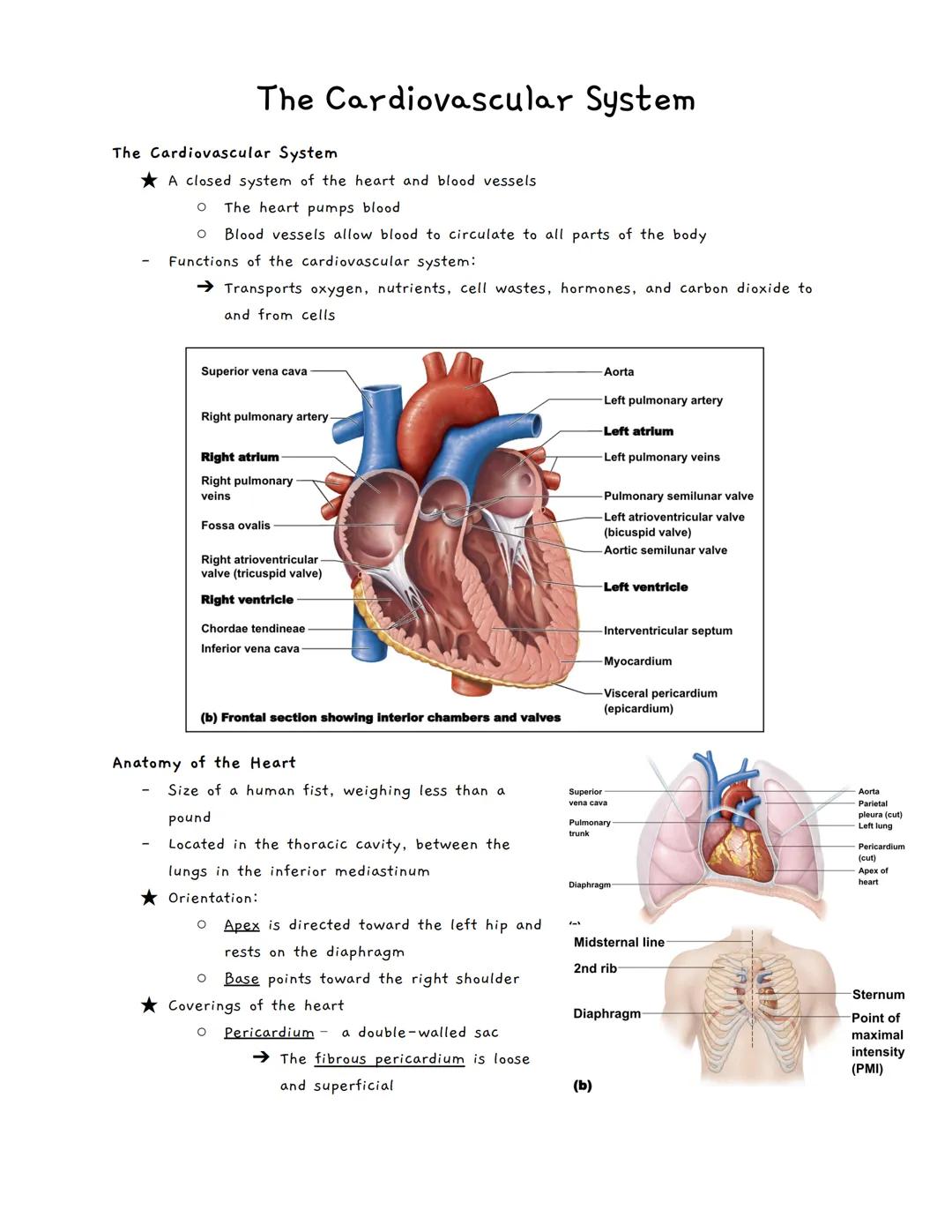 The Cardiovascular System