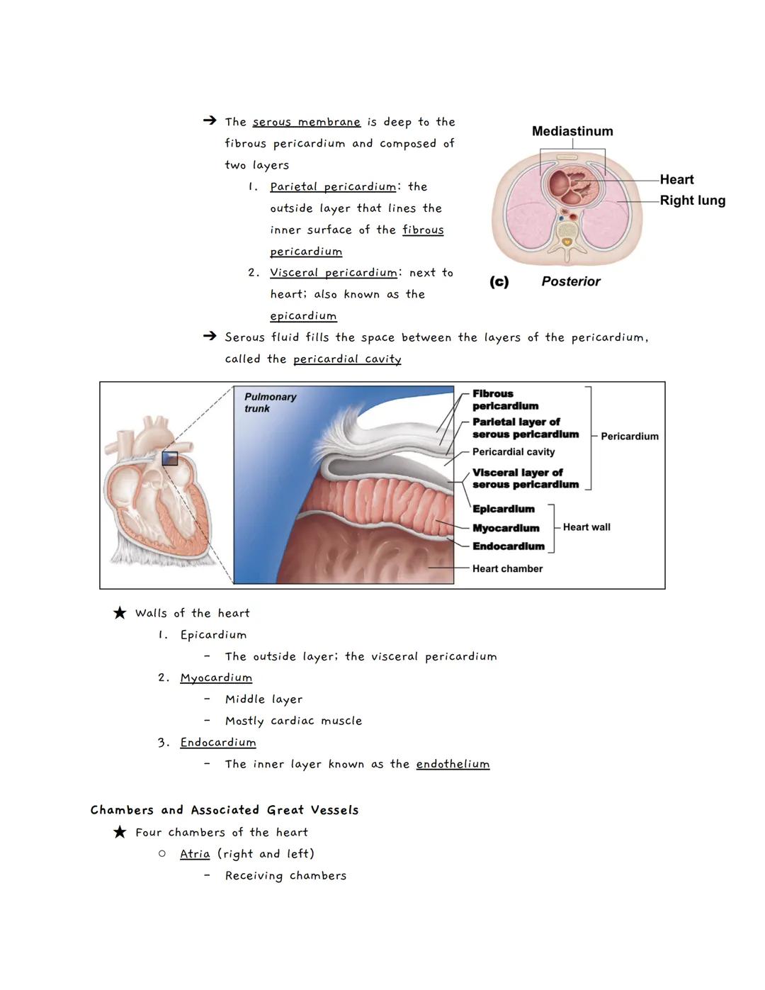 # The Cardiovascular System
The Cardiovascular System
★ A closed system of the heart and blood vessels
*   The heart pumps blood
*   Bloo