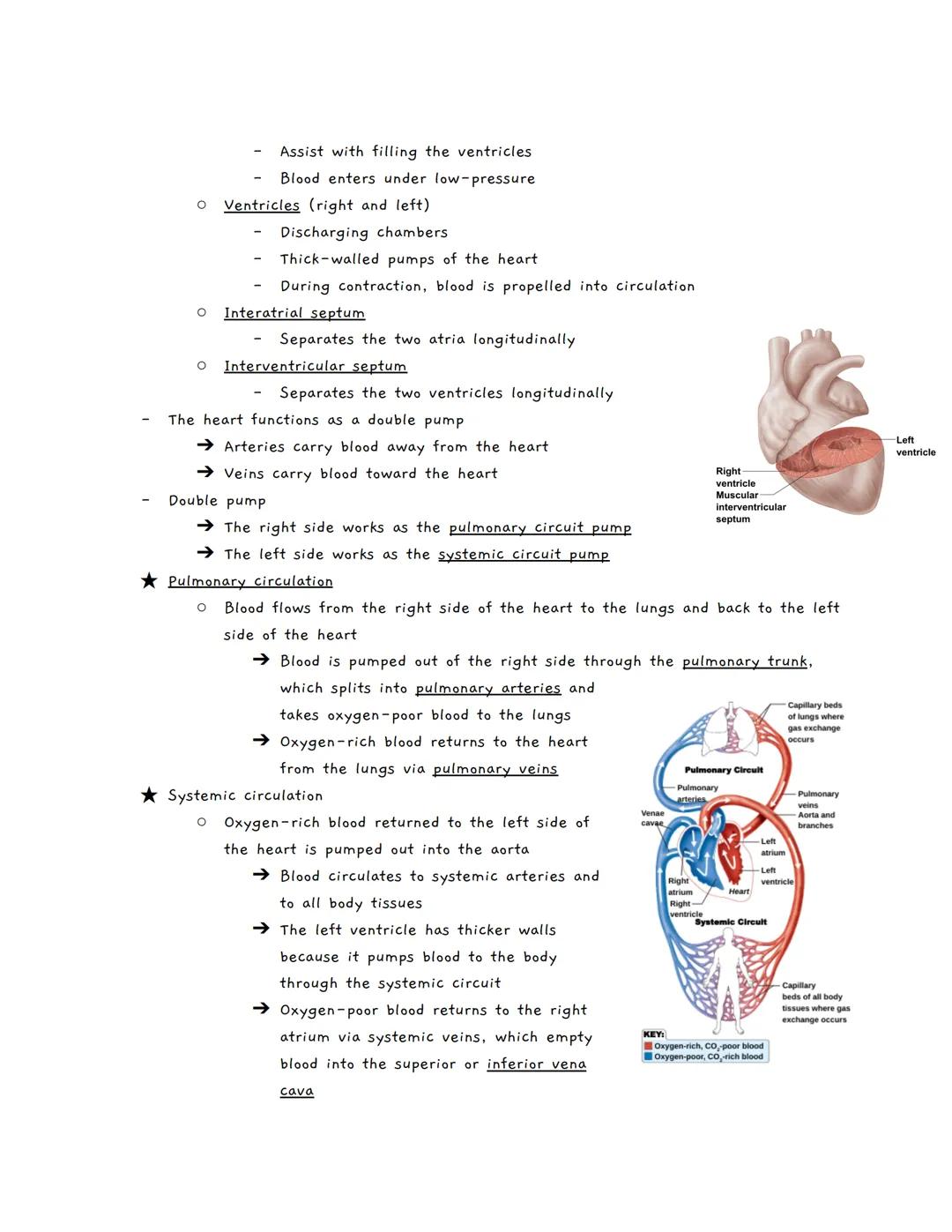 # The Cardiovascular System
The Cardiovascular System
★ A closed system of the heart and blood vessels
*   The heart pumps blood
*   Bloo