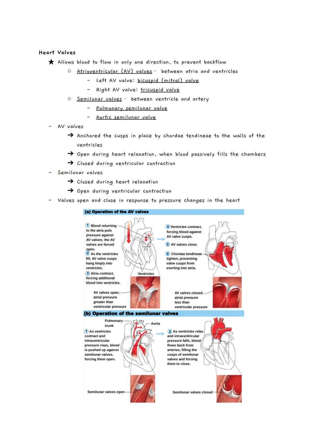 # The Cardiovascular System
The Cardiovascular System
★ A closed system of the heart and blood vessels
*   The heart pumps blood
*   Bloo