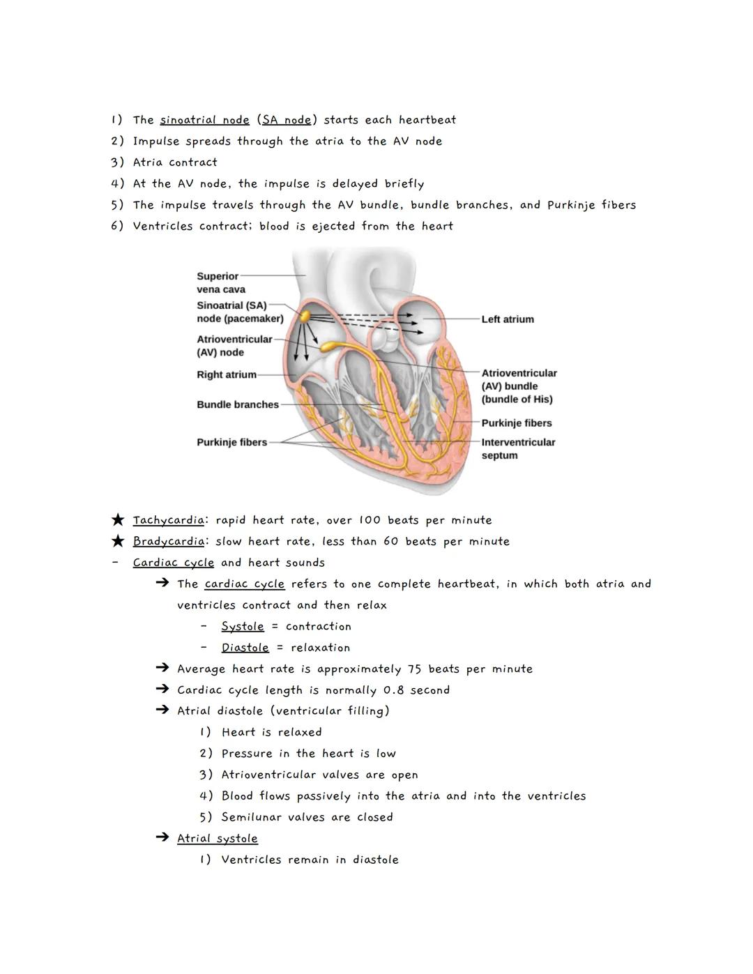 # The Cardiovascular System
The Cardiovascular System
★ A closed system of the heart and blood vessels
*   The heart pumps blood
*   Bloo