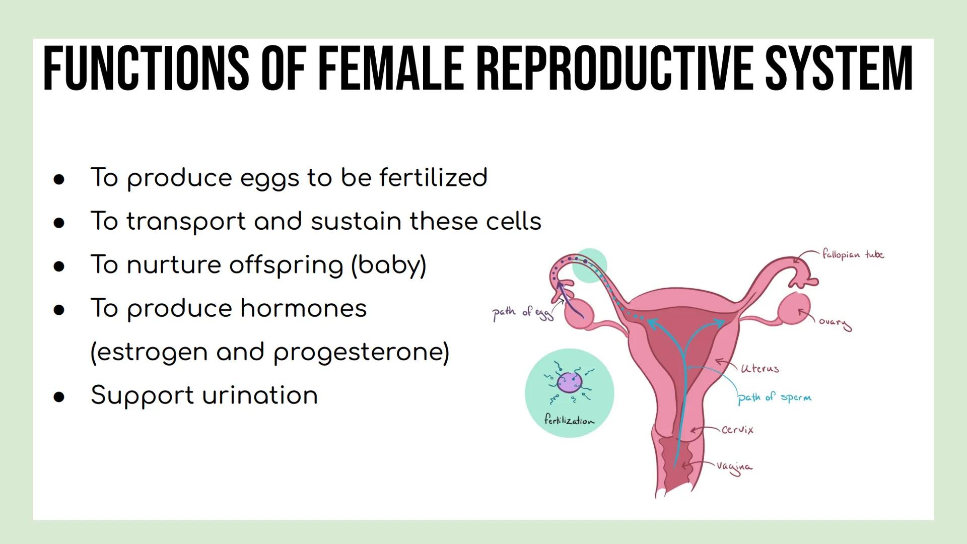 DAY 3 NOTES: FEMALE ANATOMY REMINDERS
Reproductive System: group of tissues, glands and organs that work
together to produce an offspring
Ma