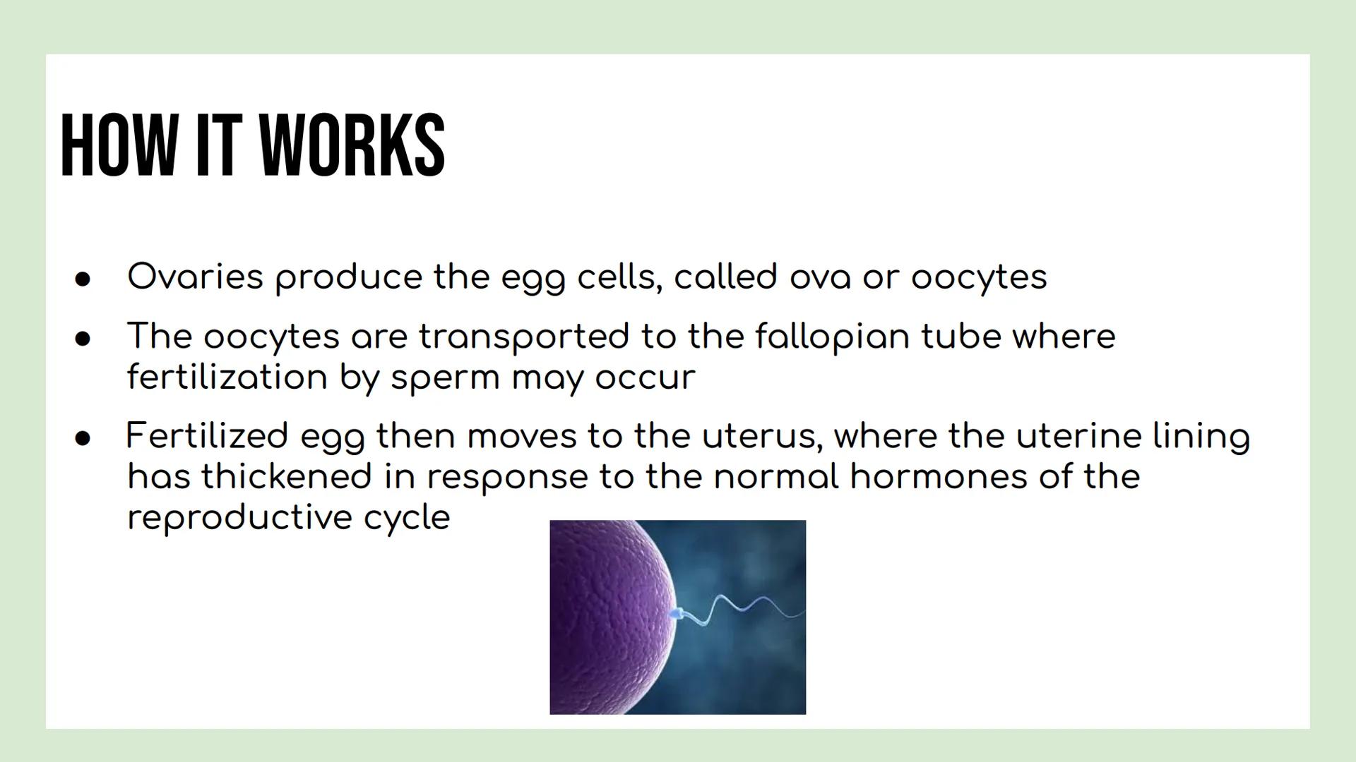 DAY 3 NOTES: FEMALE ANATOMY REMINDERS
Reproductive System: group of tissues, glands and organs that work
together to produce an offspring
Ma