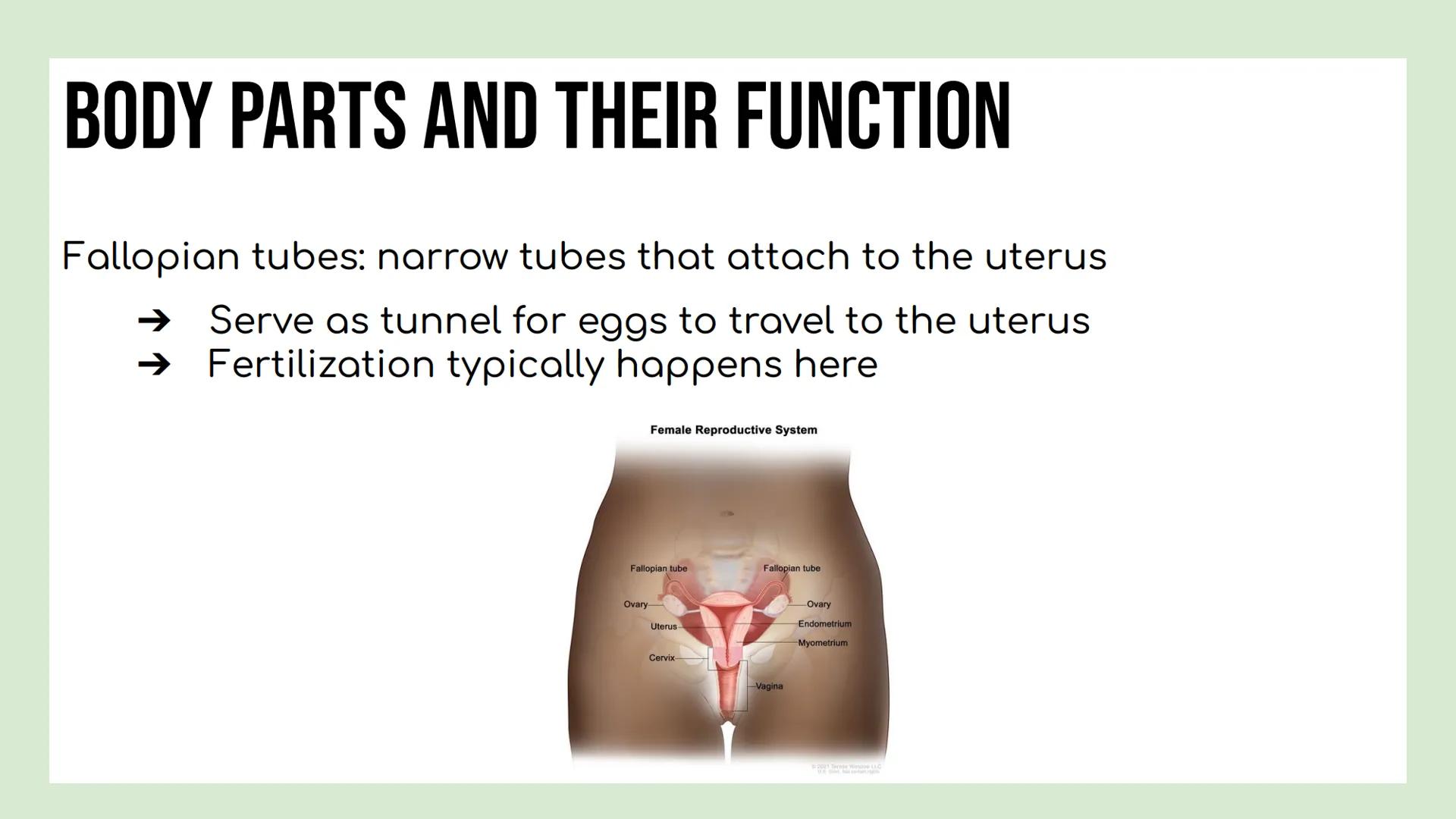 DAY 3 NOTES: FEMALE ANATOMY REMINDERS
Reproductive System: group of tissues, glands and organs that work
together to produce an offspring
Ma