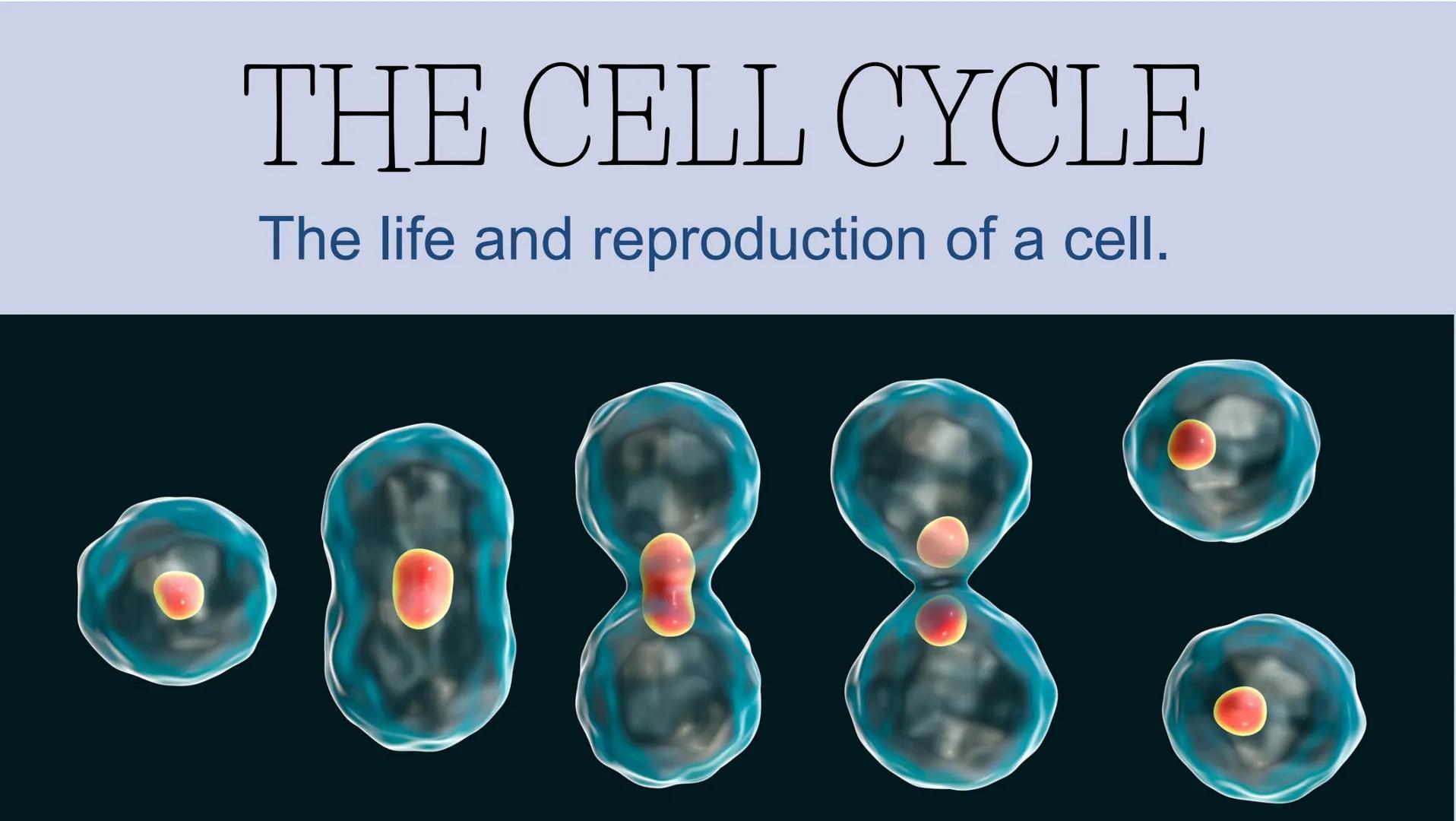 THE CELL CYCLE
The life and reproduction of a cell. Cell Theory
5
Theory that all living things.
are made up of cells.
All cells come from a