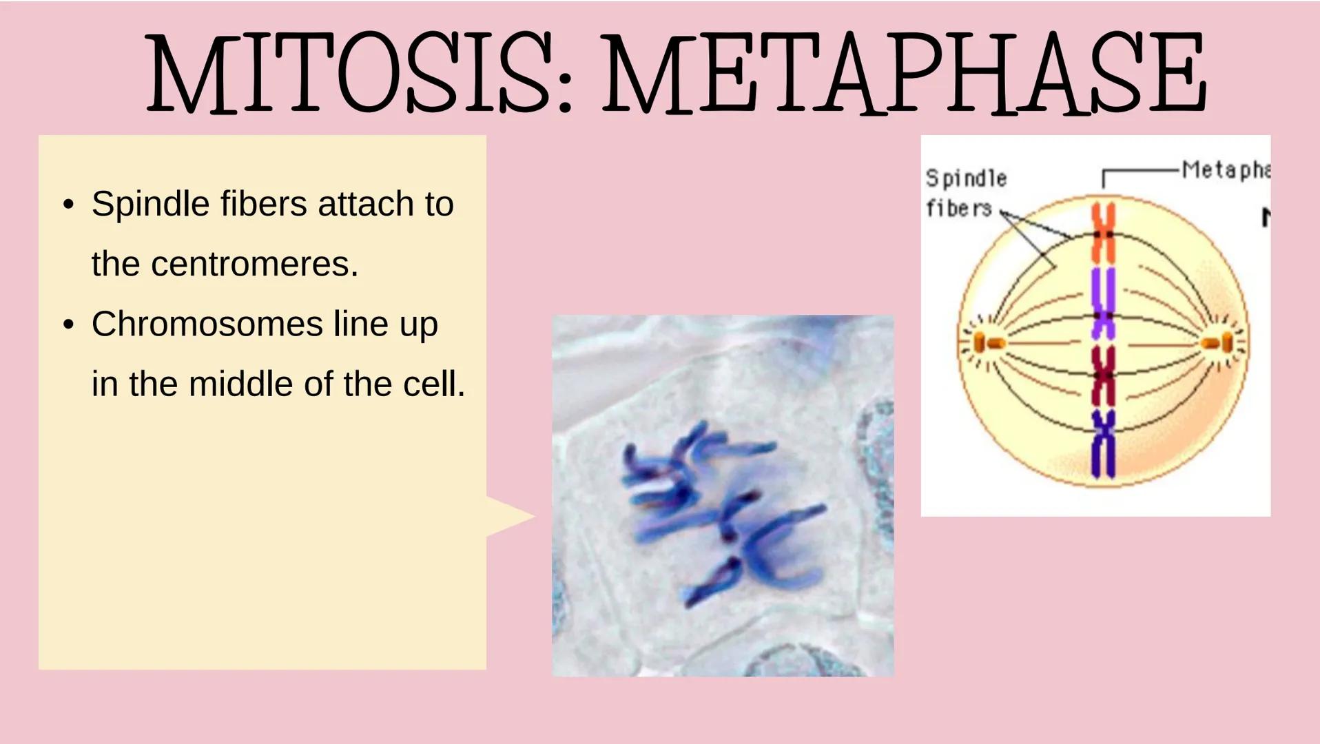 THE CELL CYCLE
The life and reproduction of a cell. Cell Theory
5
Theory that all living things.
are made up of cells.
All cells come from a