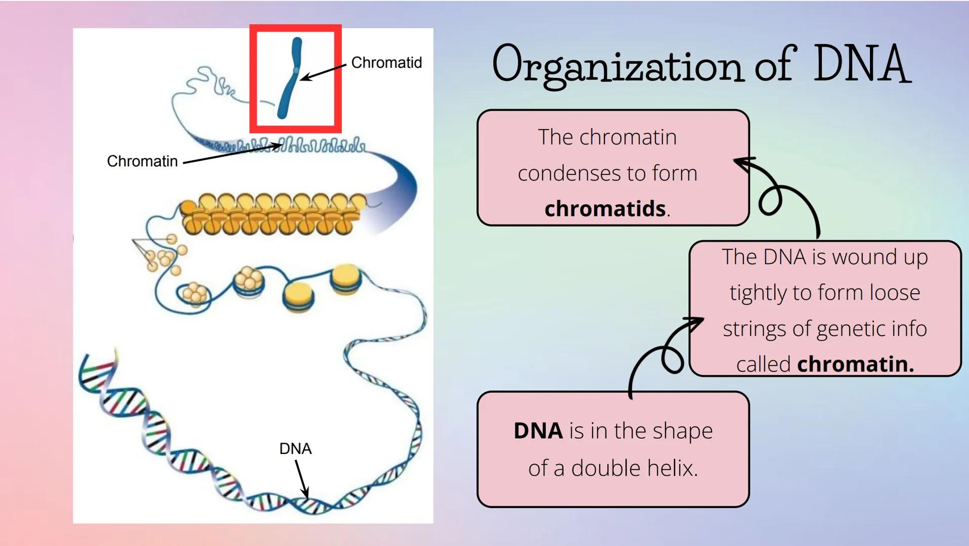 THE CELL CYCLE
The life and reproduction of a cell. Cell Theory
5
Theory that all living things.
are made up of cells.
All cells come from a