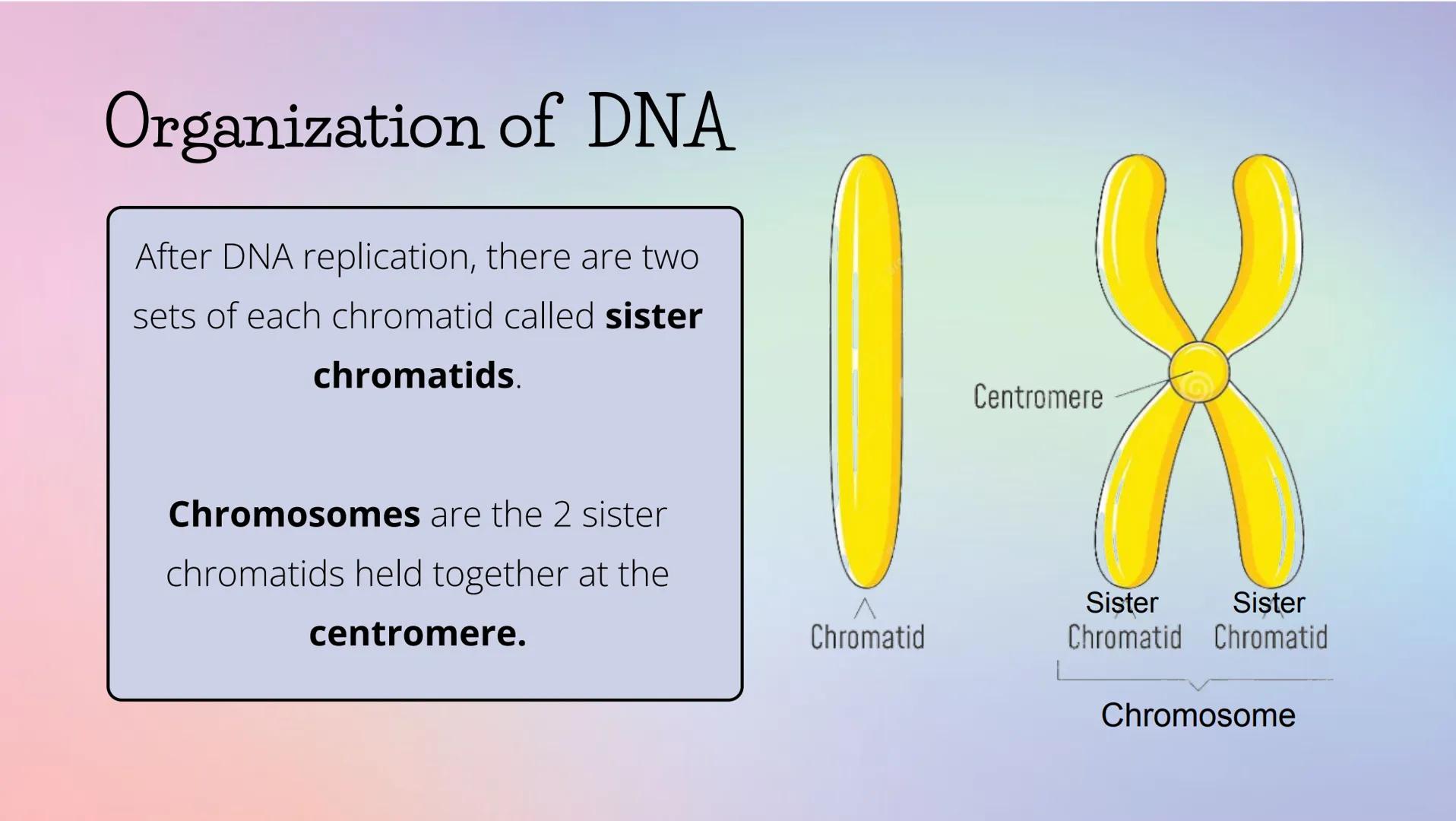 THE CELL CYCLE
The life and reproduction of a cell. Cell Theory
5
Theory that all living things.
are made up of cells.
All cells come from a