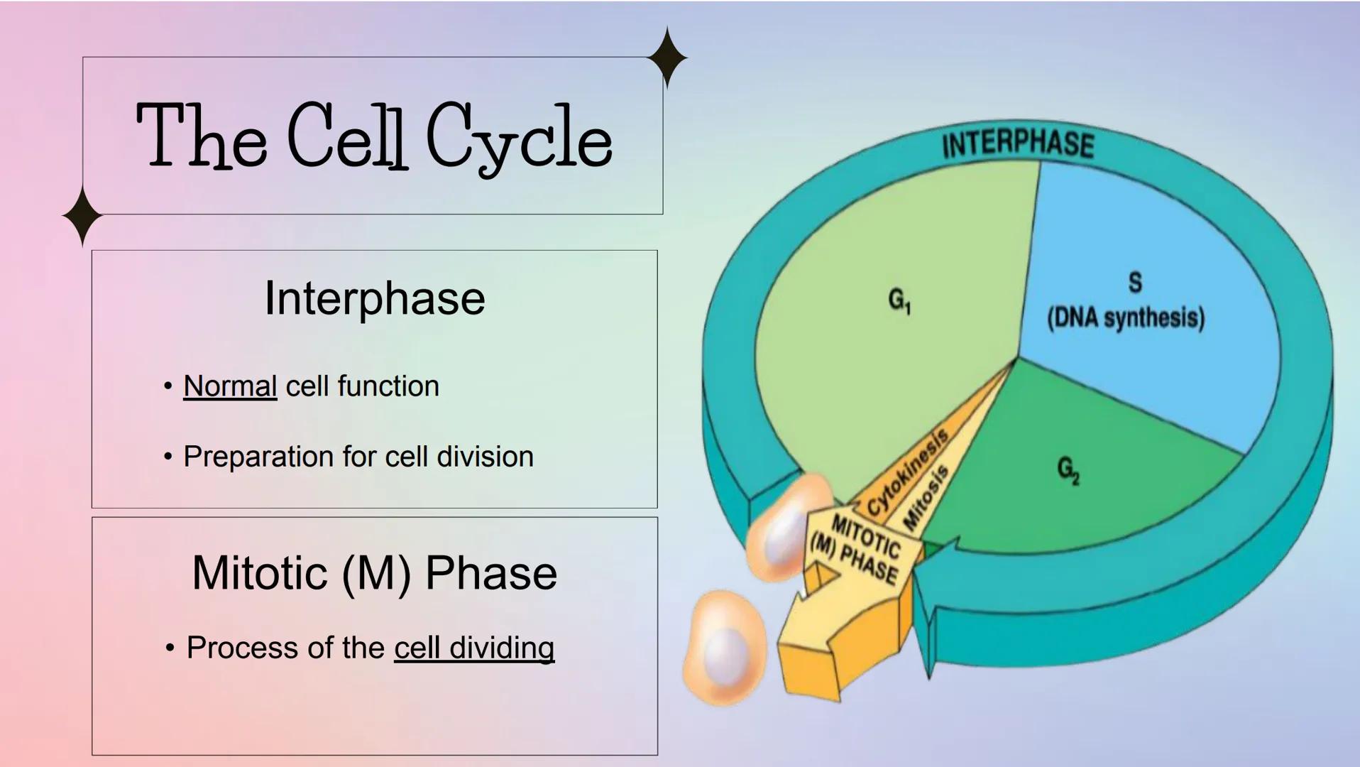 THE CELL CYCLE
The life and reproduction of a cell. Cell Theory
5
Theory that all living things.
are made up of cells.
All cells come from a