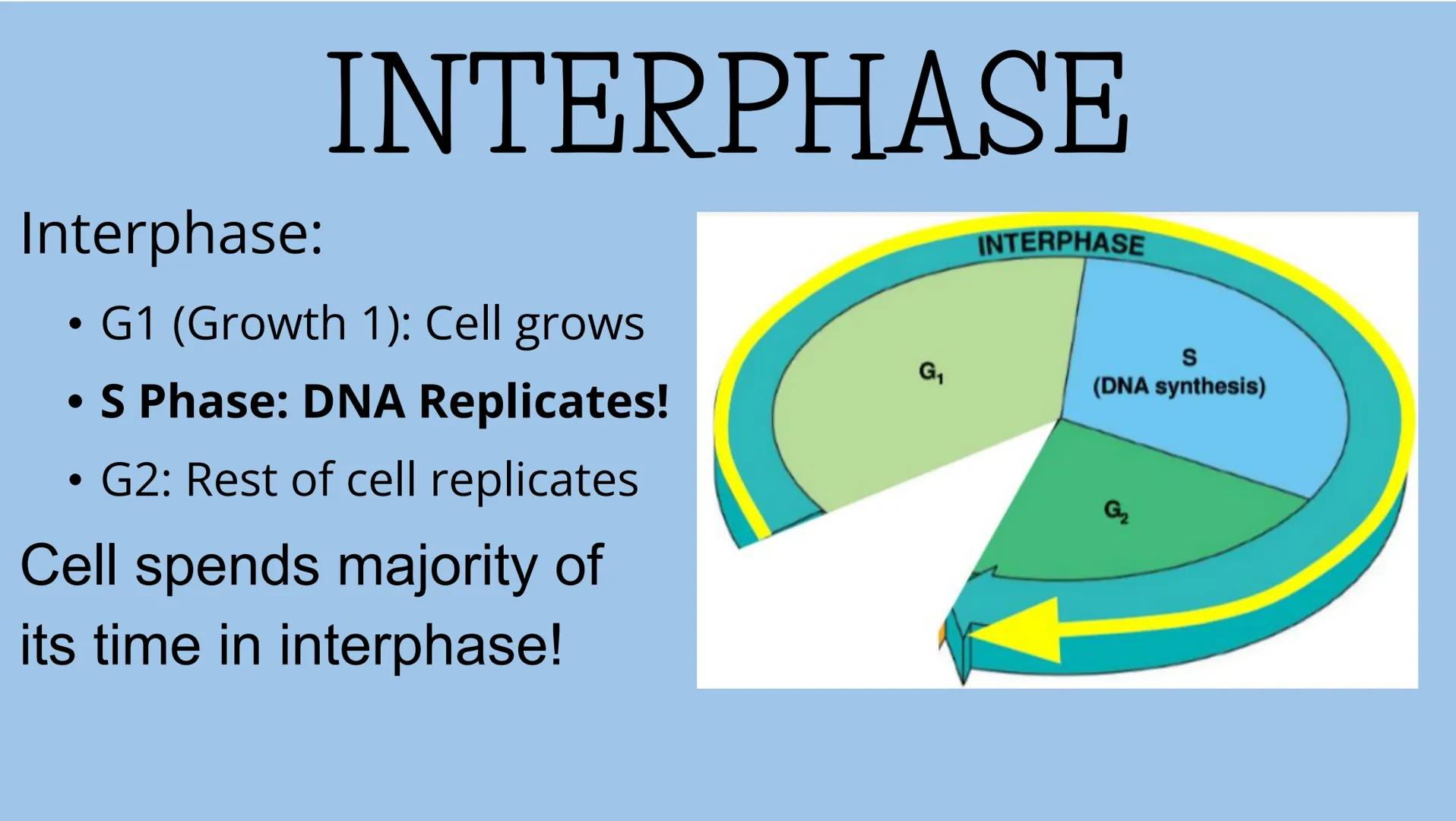 THE CELL CYCLE
The life and reproduction of a cell. Cell Theory
5
Theory that all living things.
are made up of cells.
All cells come from a