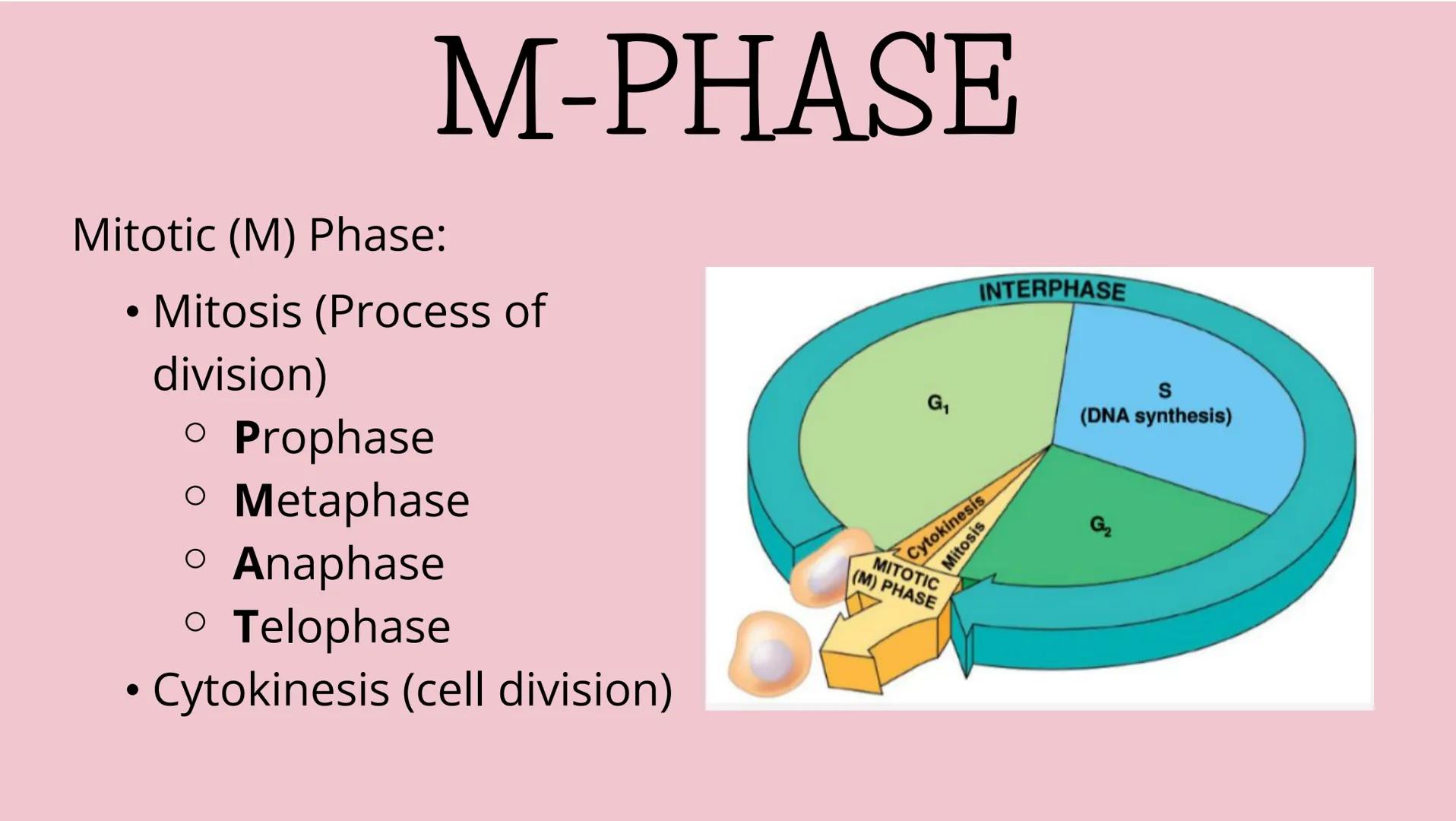 THE CELL CYCLE
The life and reproduction of a cell. Cell Theory
5
Theory that all living things.
are made up of cells.
All cells come from a