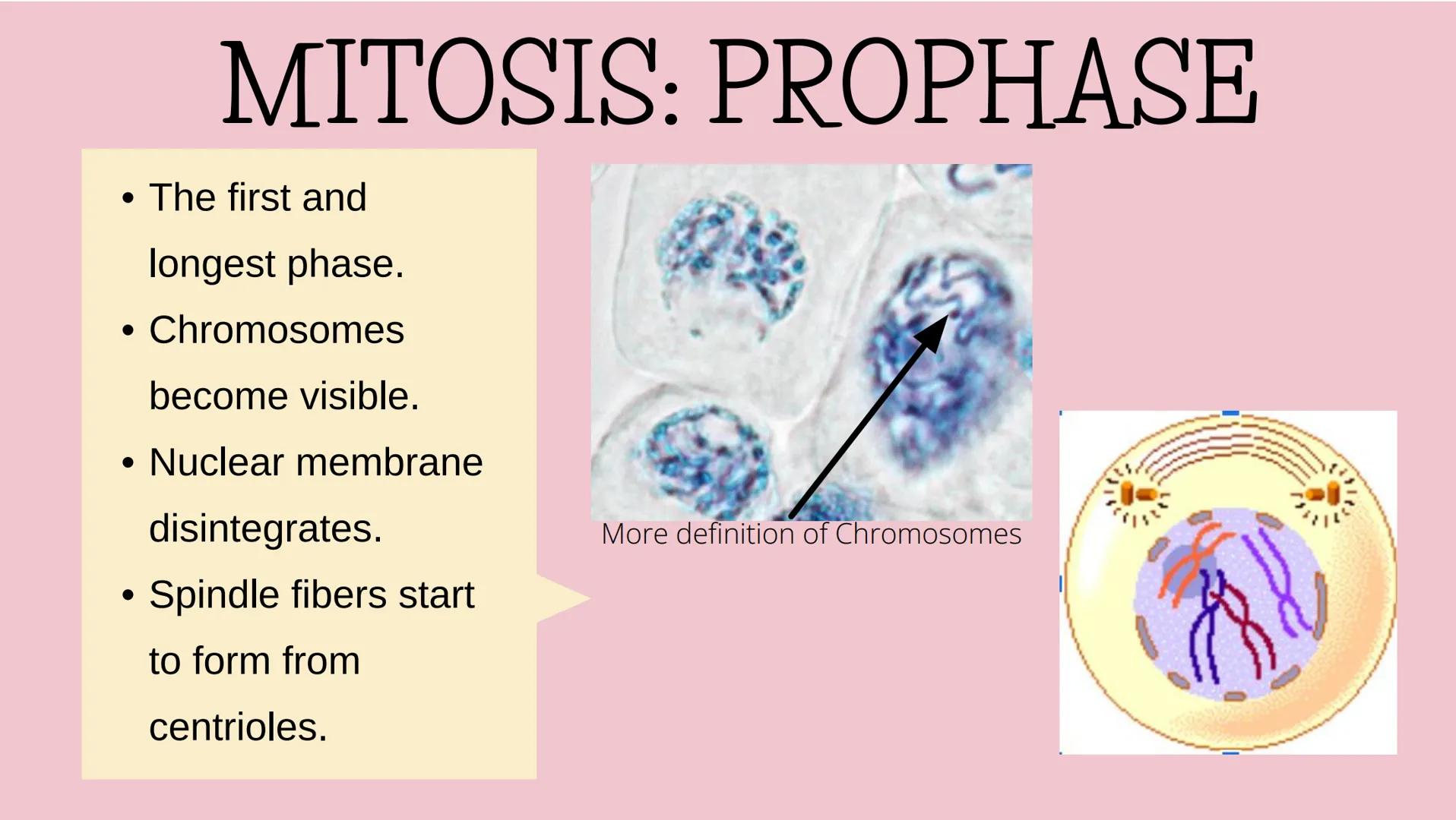 THE CELL CYCLE
The life and reproduction of a cell. Cell Theory
5
Theory that all living things.
are made up of cells.
All cells come from a