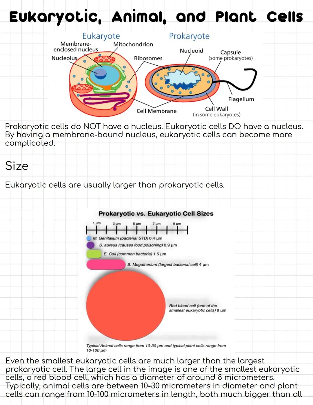 Eukaryotic, Animal, and Plant Cells
