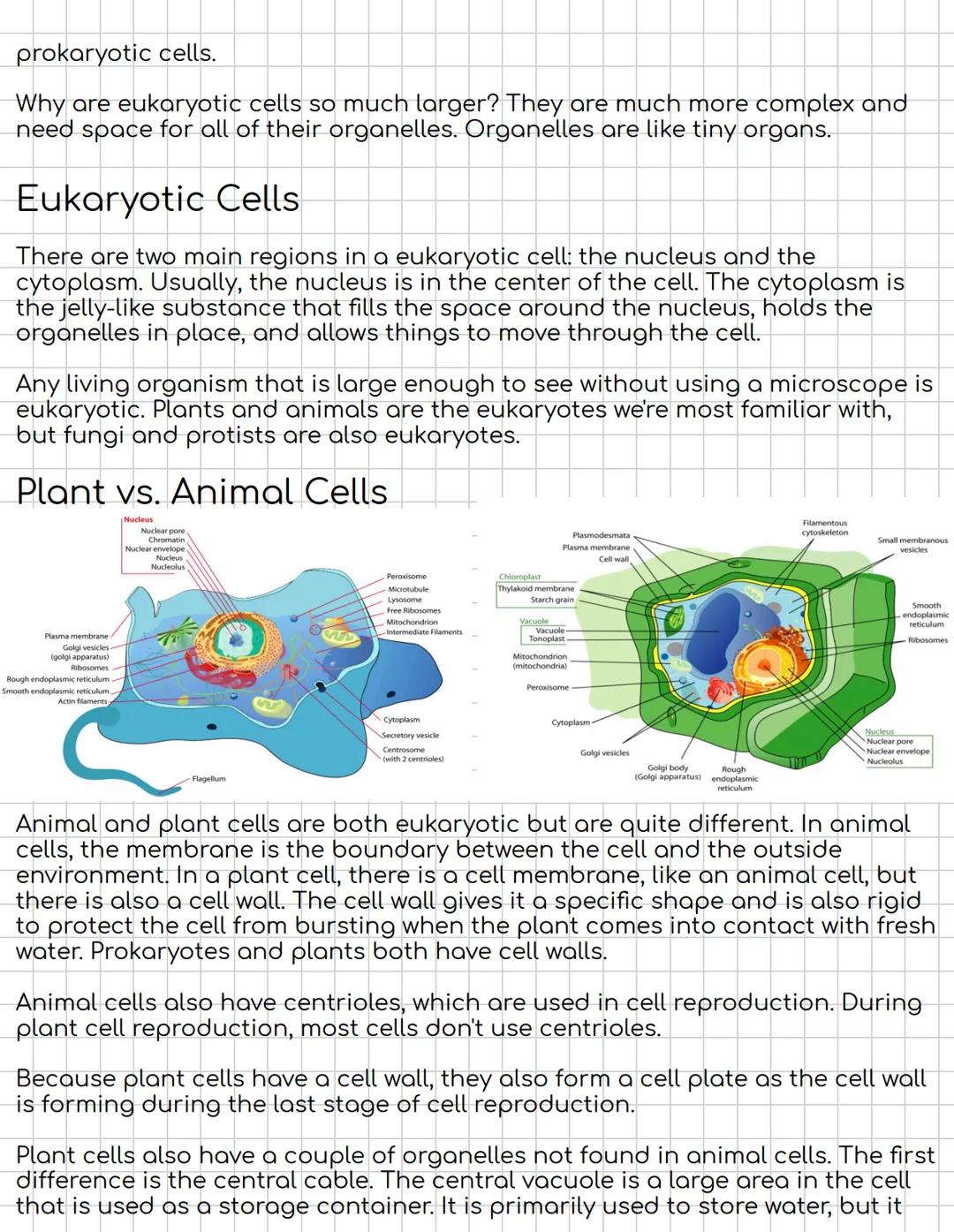 Eukaryotic, Animal, and Plant Cells
Eukaryote
Membrane-
enclosed nucleus
Nucleolus
°
Mitochondrion
Prokaryote
Nucleoid
Ribosomes
Capsule
(so
