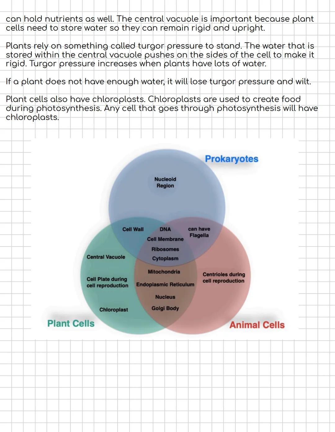 Eukaryotic, Animal, and Plant Cells
Eukaryote
Membrane-
enclosed nucleus
Nucleolus
°
Mitochondrion
Prokaryote
Nucleoid
Ribosomes
Capsule
(so