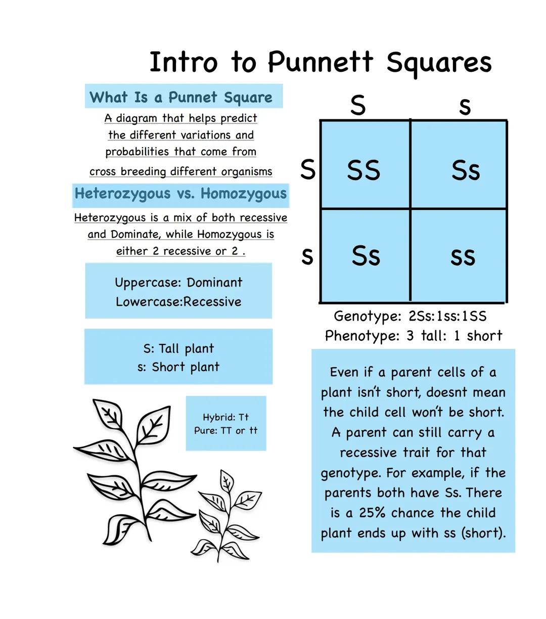 Into to Punnet Squares
