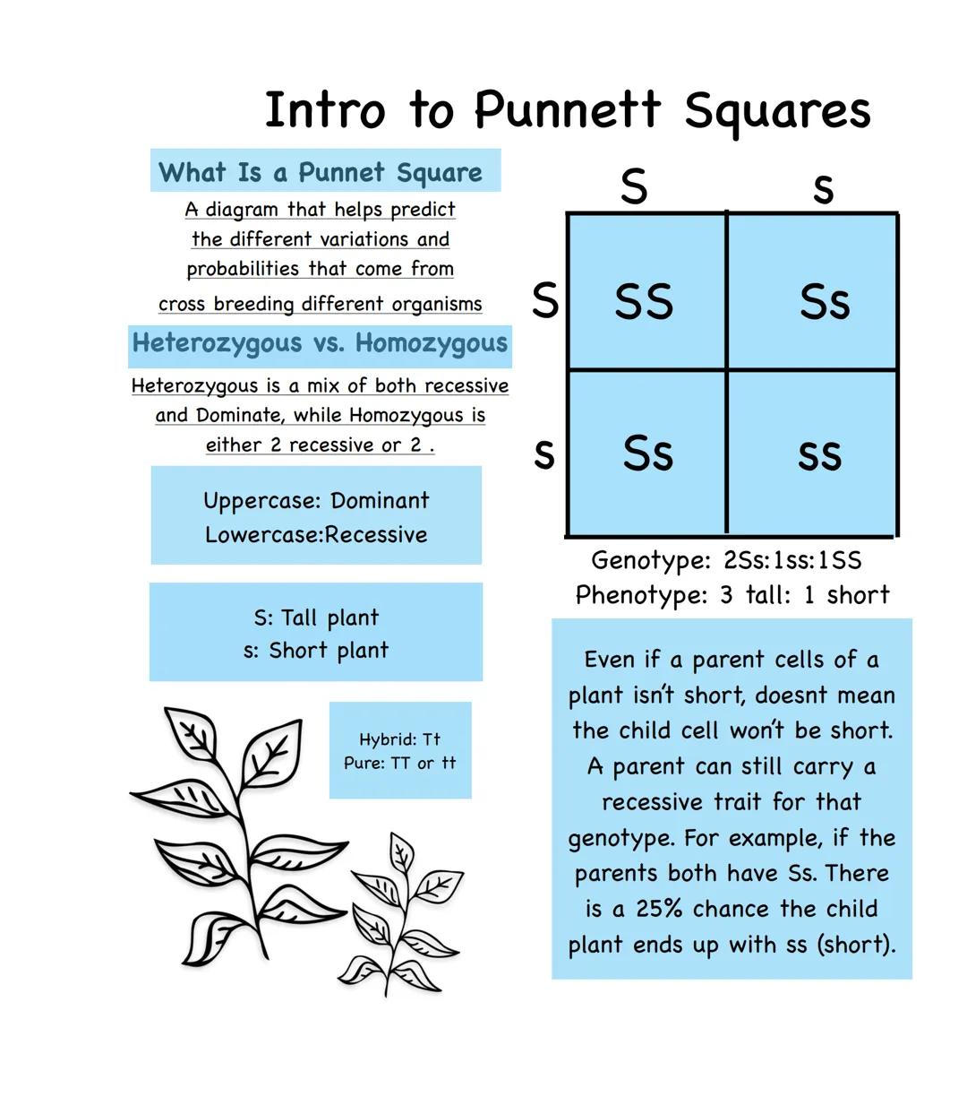 Intro to Punnett Squares
What Is a Punnet Square
A diagram that helps predict
the different variations and
probabilities that come from
cros