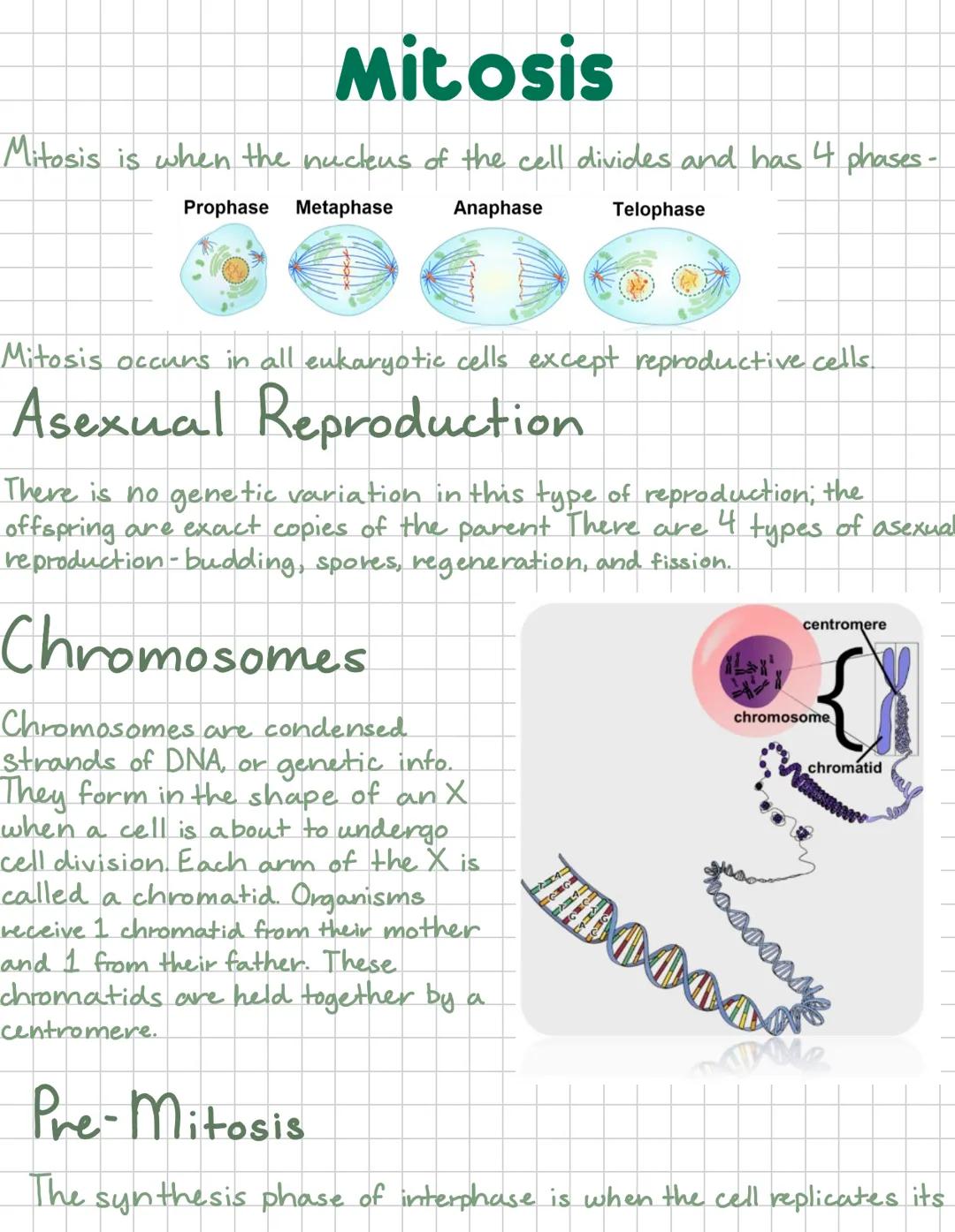 Mitosis
Mitosis is when the nucleus of the cell divides and has 4 phases-
Prophase Metaphase
Anaphase
Telophase
Mitosis occurs in all eukary