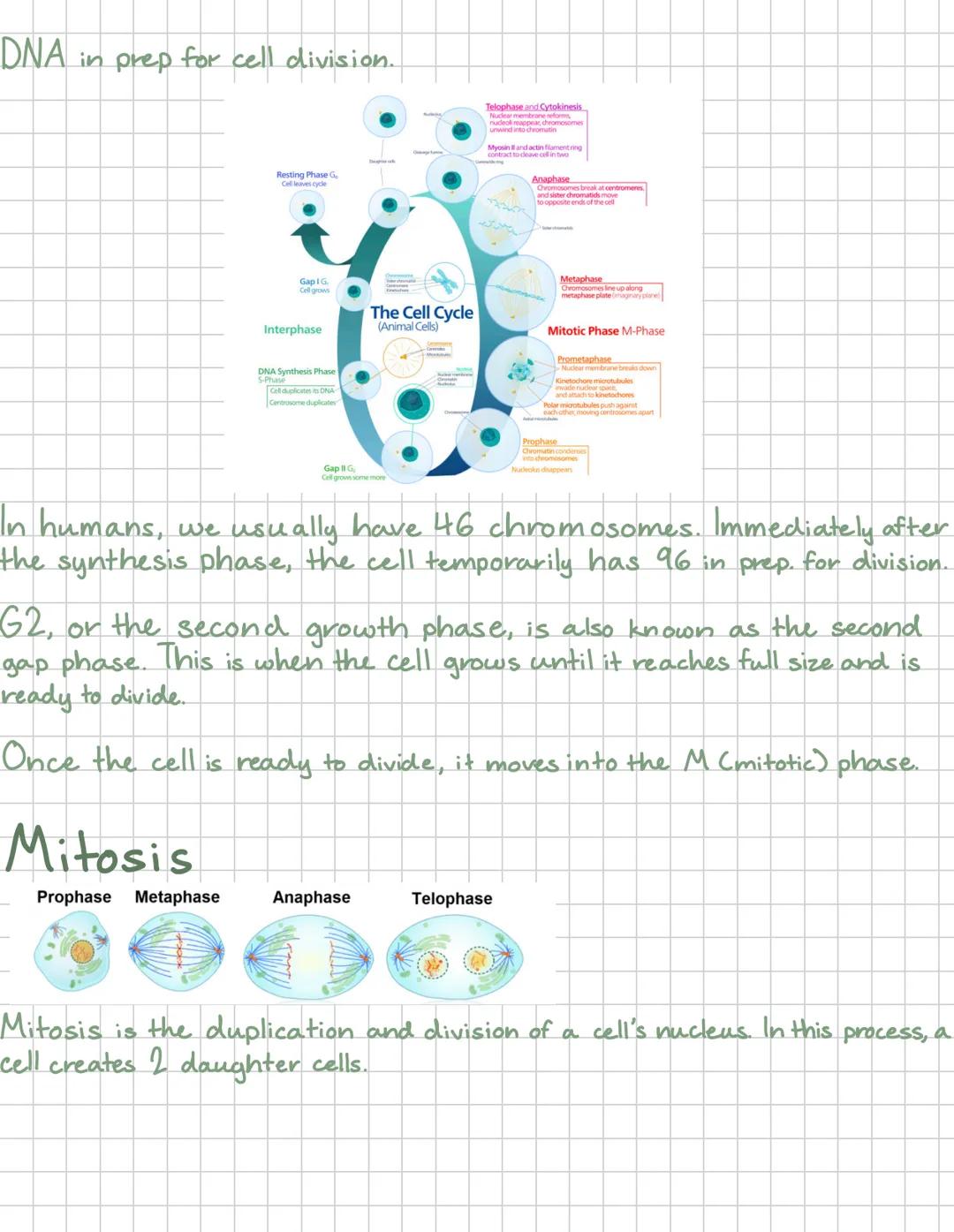 Mitosis
Mitosis is when the nucleus of the cell divides and has 4 phases-
Prophase Metaphase
Anaphase
Telophase
Mitosis occurs in all eukary
