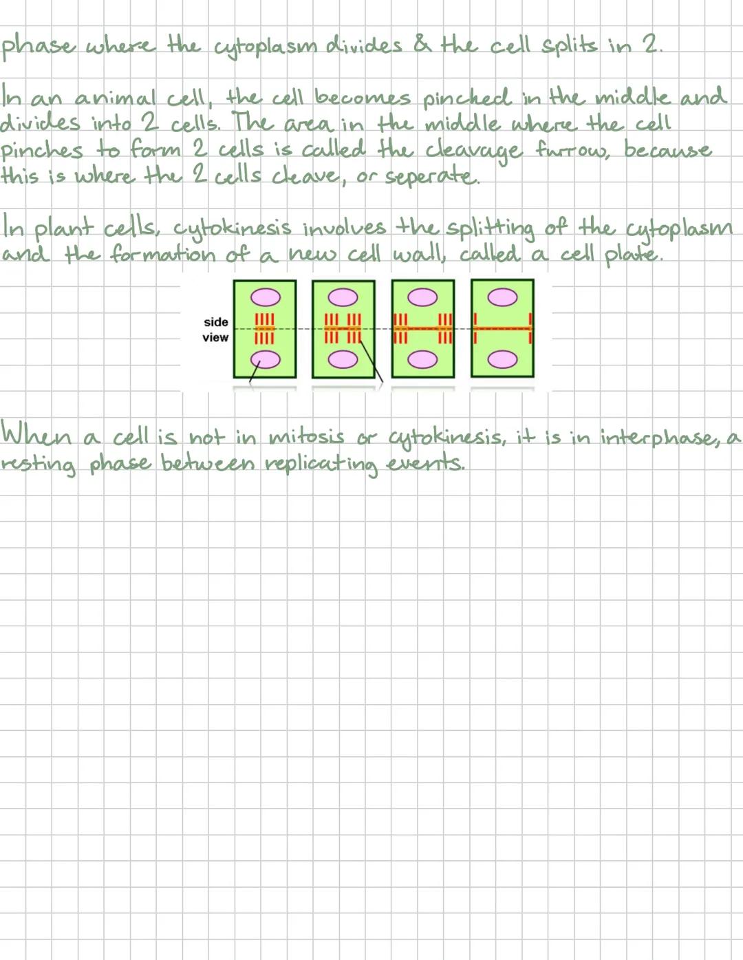 Mitosis
Mitosis is when the nucleus of the cell divides and has 4 phases-
Prophase Metaphase
Anaphase
Telophase
Mitosis occurs in all eukary