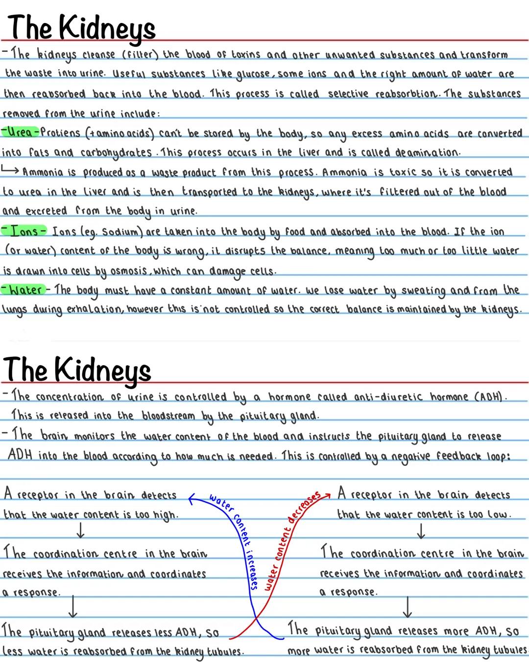 Homeostasis
Homeostasis is the ability to maintain a constant internal environment in response to internal and external
change.
It is import