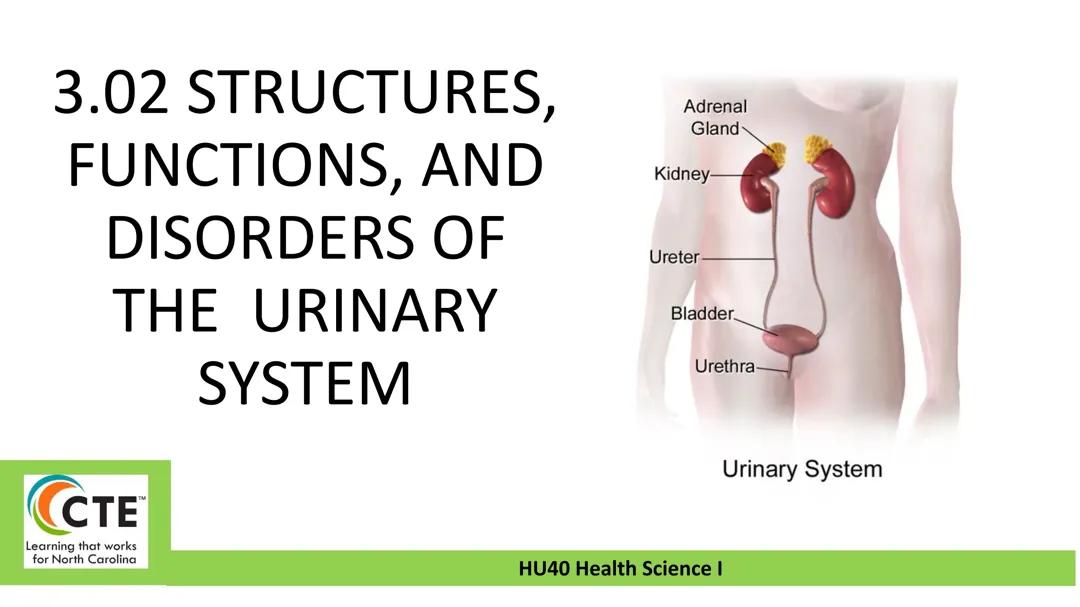 The urinary systems Functions and disorders