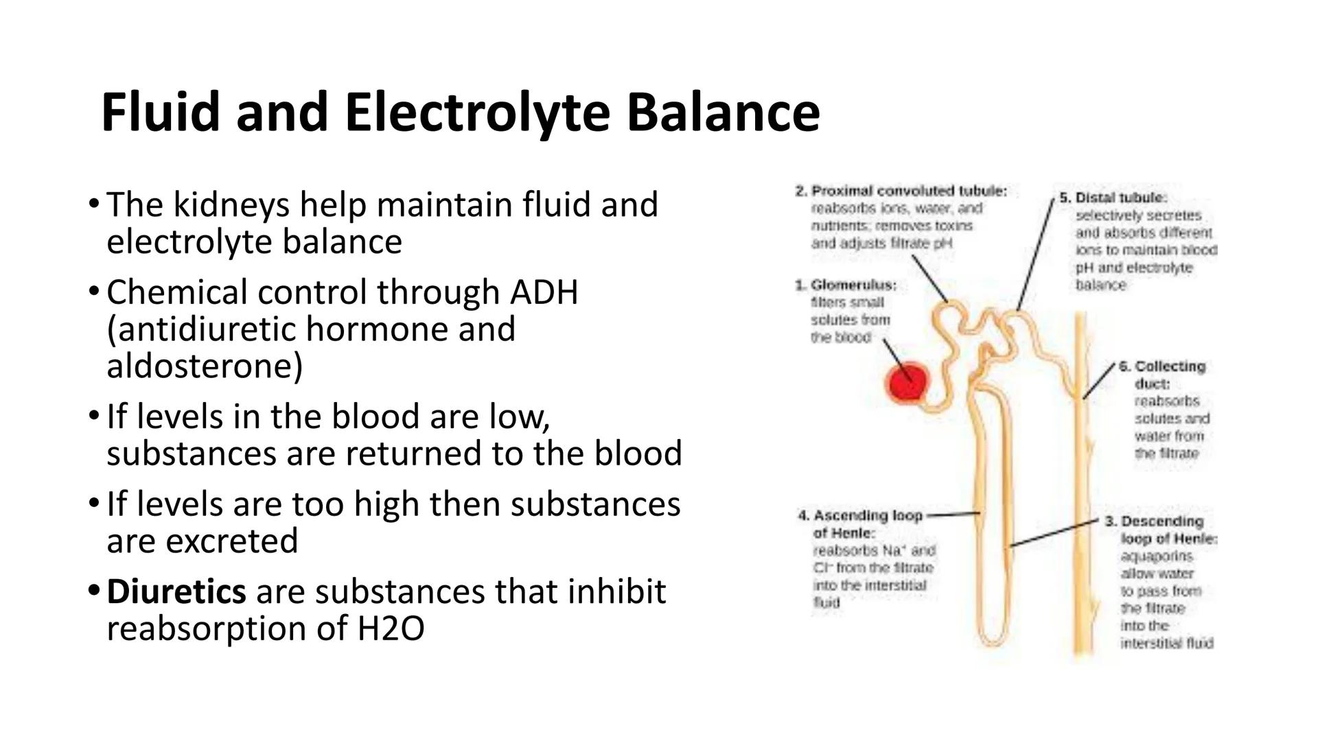 3.02 STRUCTURES,
FUNCTIONS, AND
DISORDERS OF
THE URINARY
CTE
Learning that works
for North Carolina
SYSTEM
Adrenal
Gland
Kidney-
Ureter-
Bla