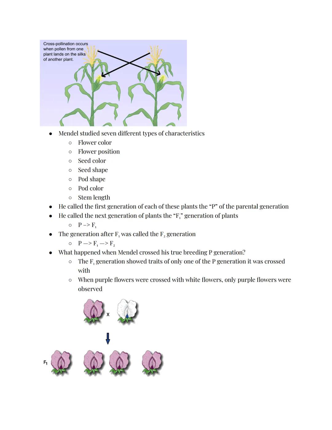 Genetics
Introduction:
Basics of Genetics
⚫ Things like hair color are passed from parents to their offspring
⚫ The parents give offspring D