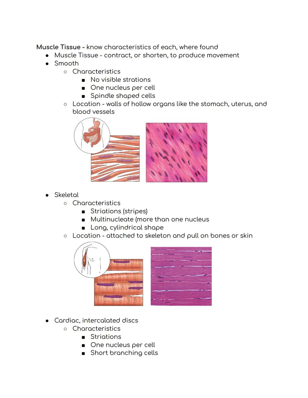 Tissues Study Guide Biomed 1:
Epithelial Tissue
• Places to find epithelial tissue
。 Body coverings, body linings, glandular tissue
• Functi